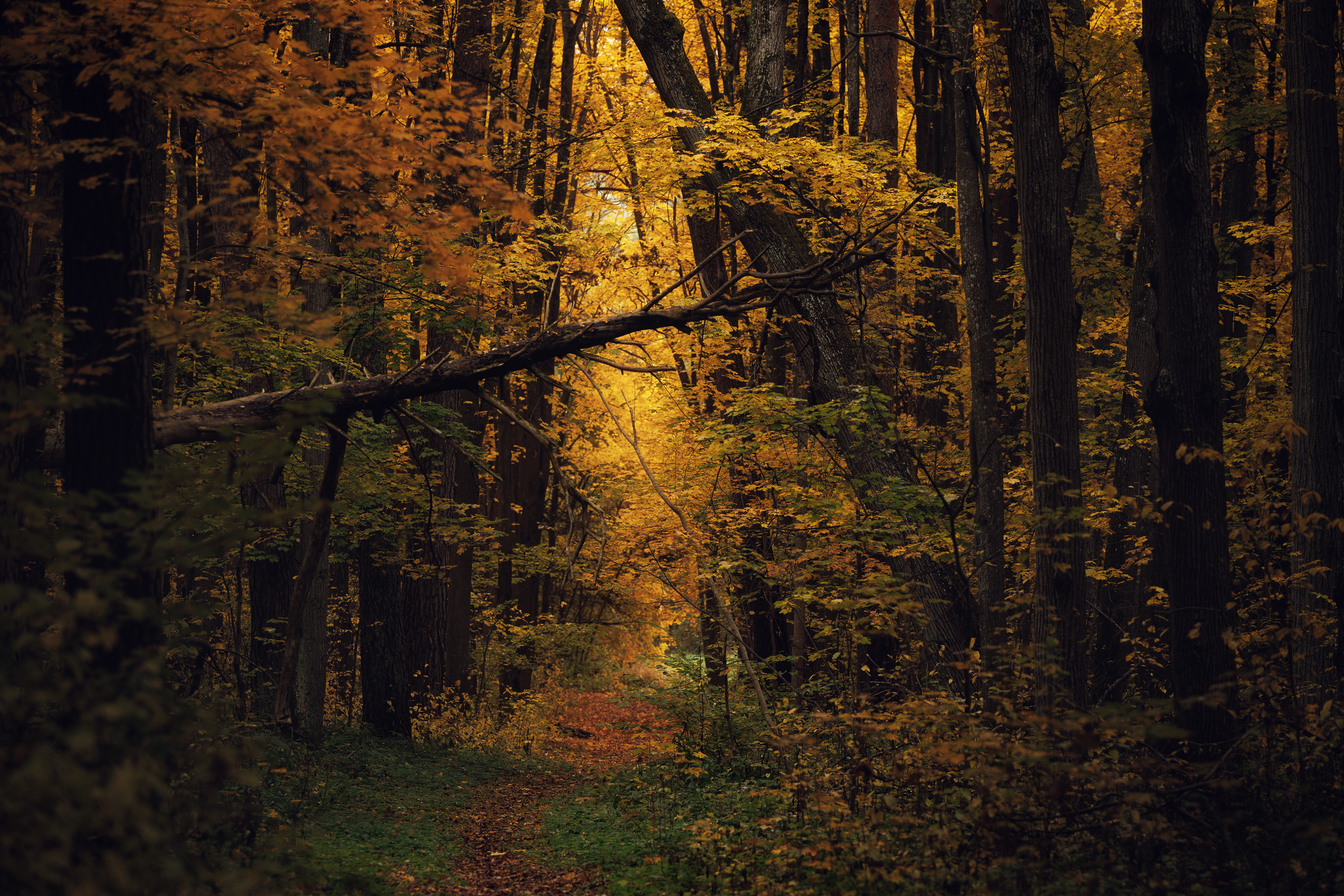 , Шерскова Мария