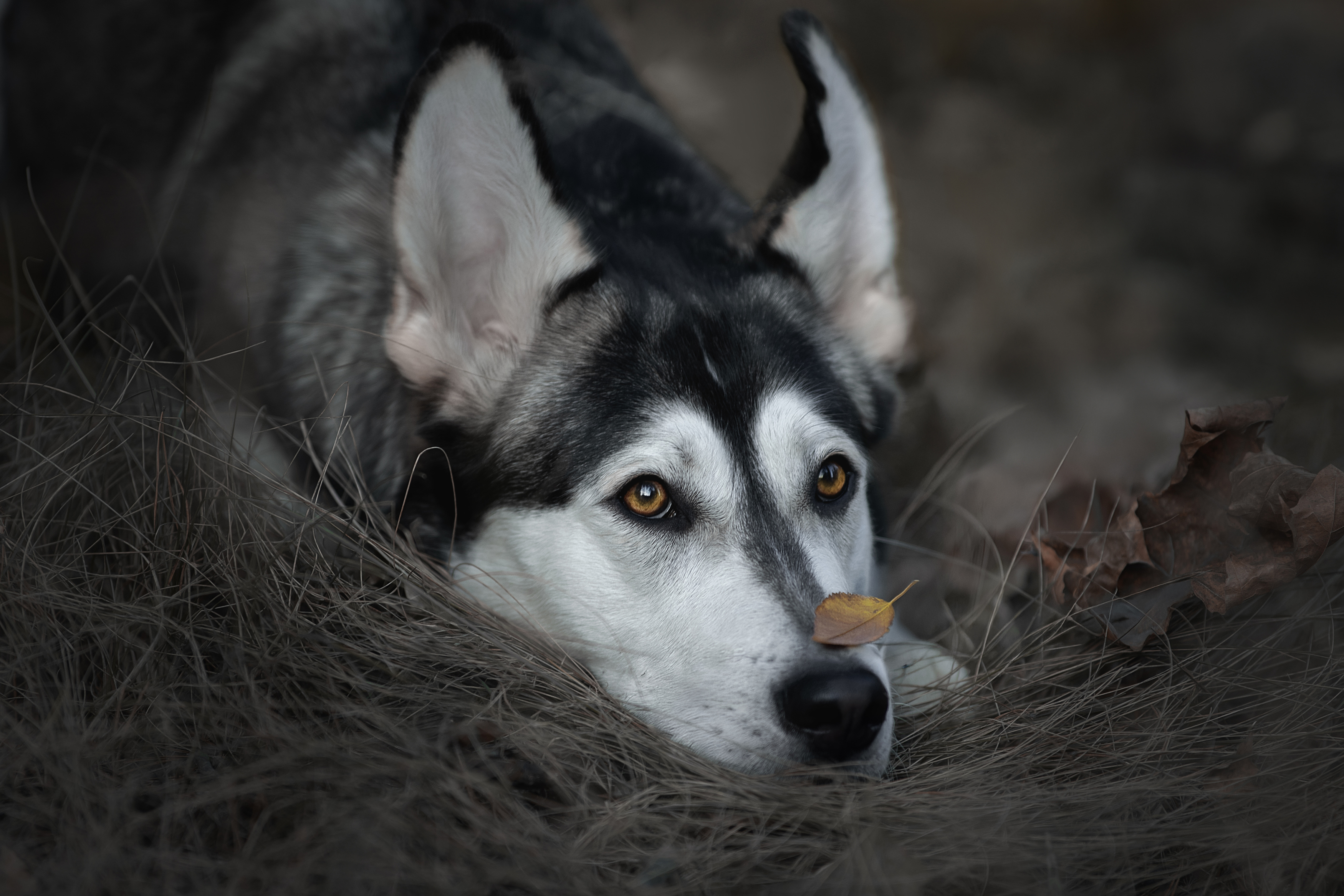 , Светлана Писарева