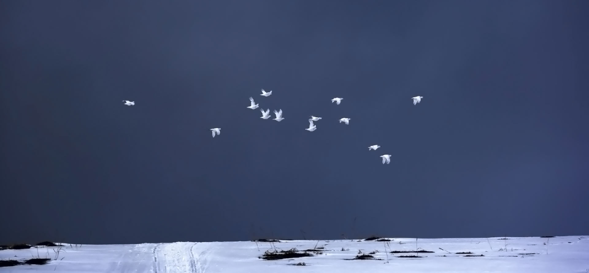 тундряные куропатки, стая, остров беринга, командоры, Уткин Дмитрий