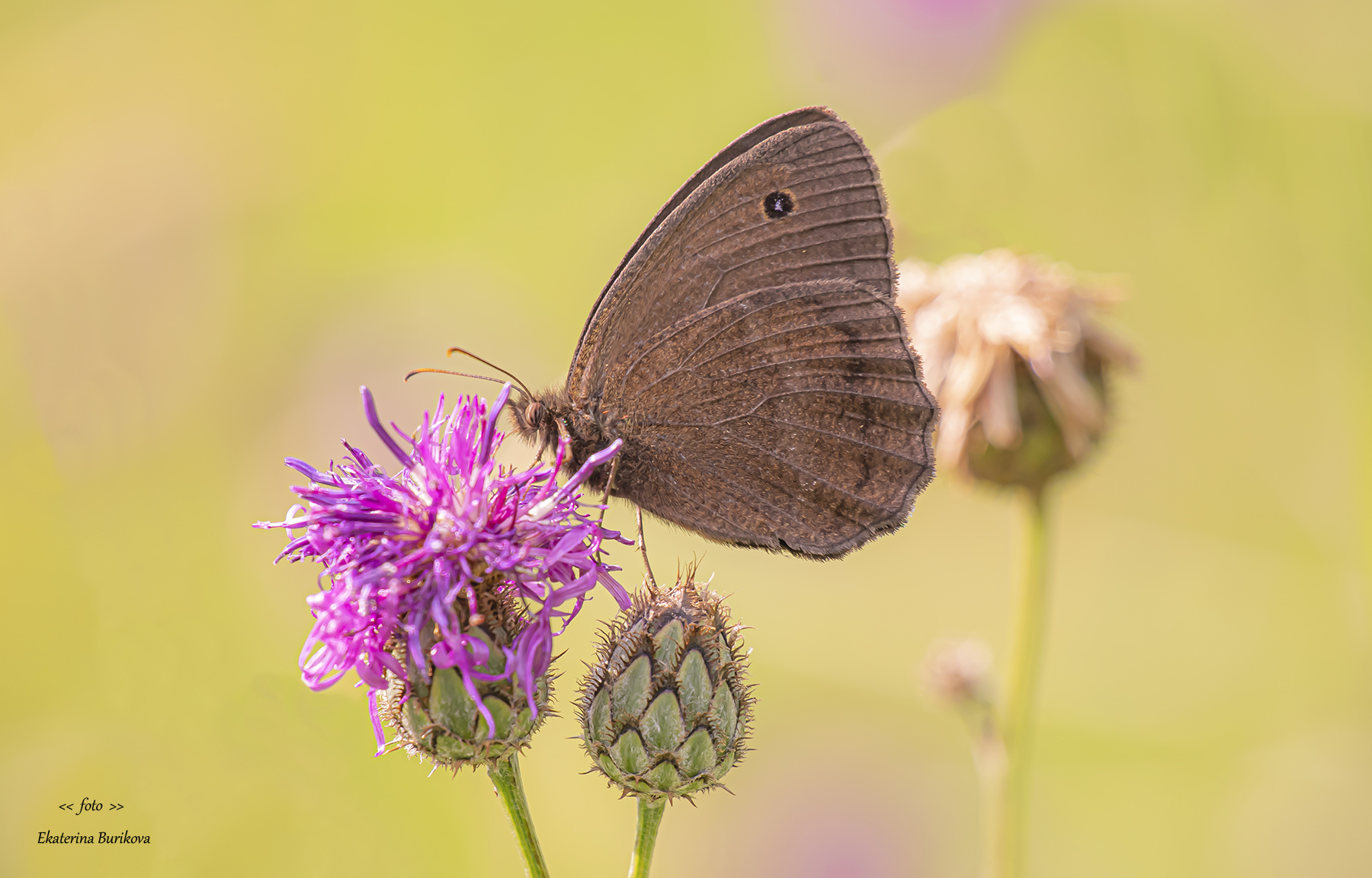 , Бурикова Екатерина