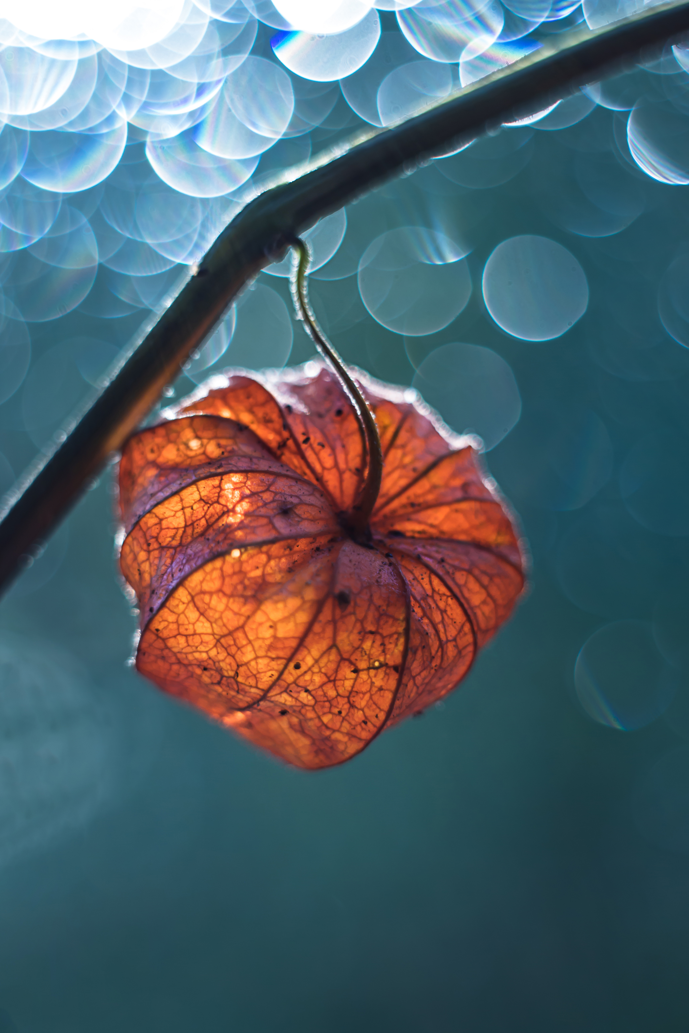 , Обидина Мария