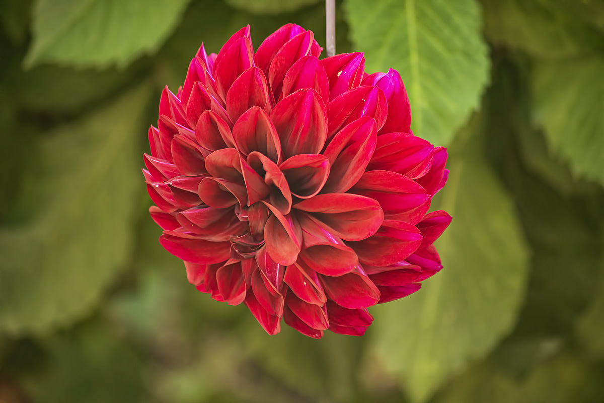 цветы, природа, осеннее цветение, садовые цветы, георгины, Приходько Ирина