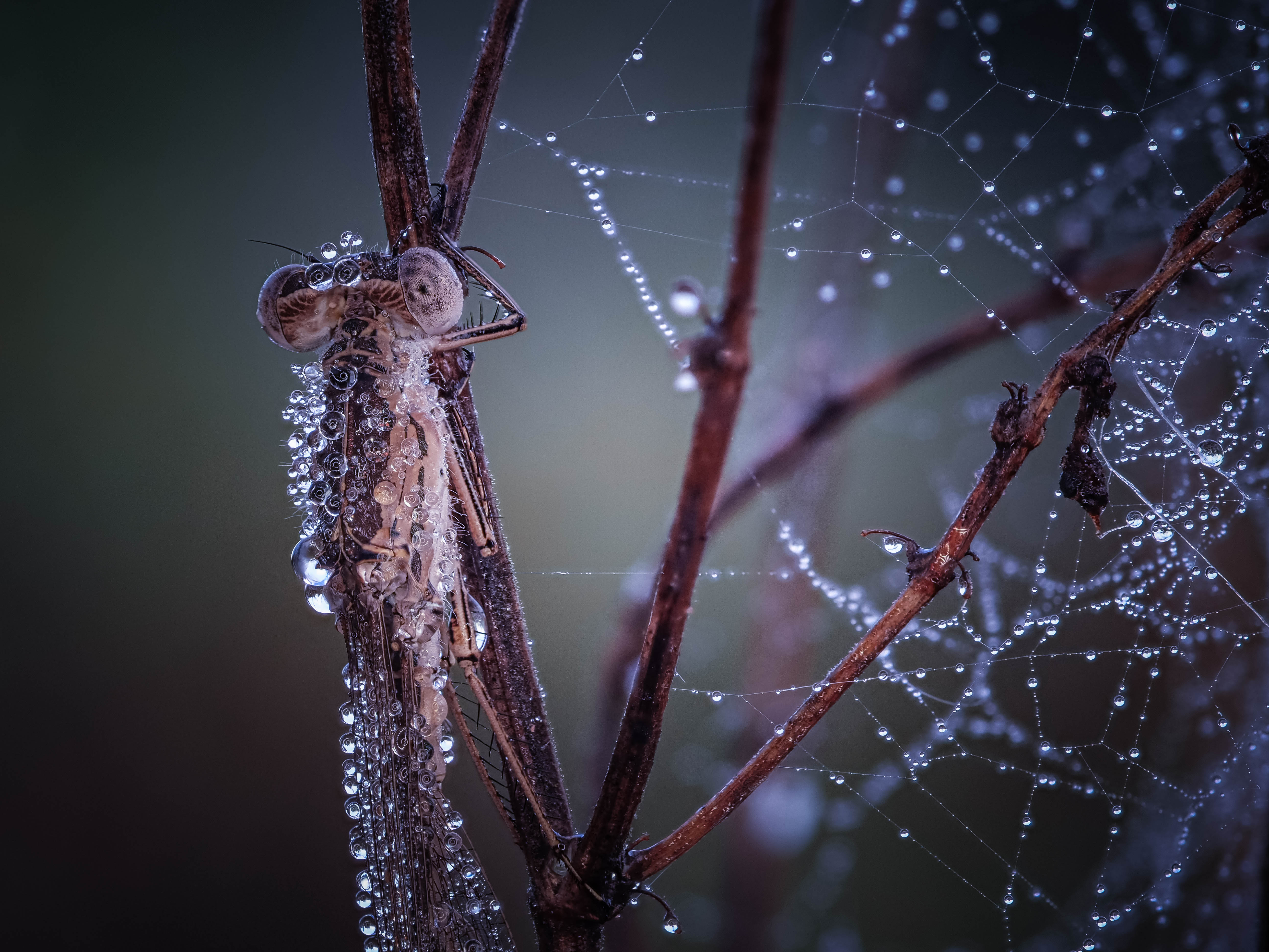 , Лапшина Владлена