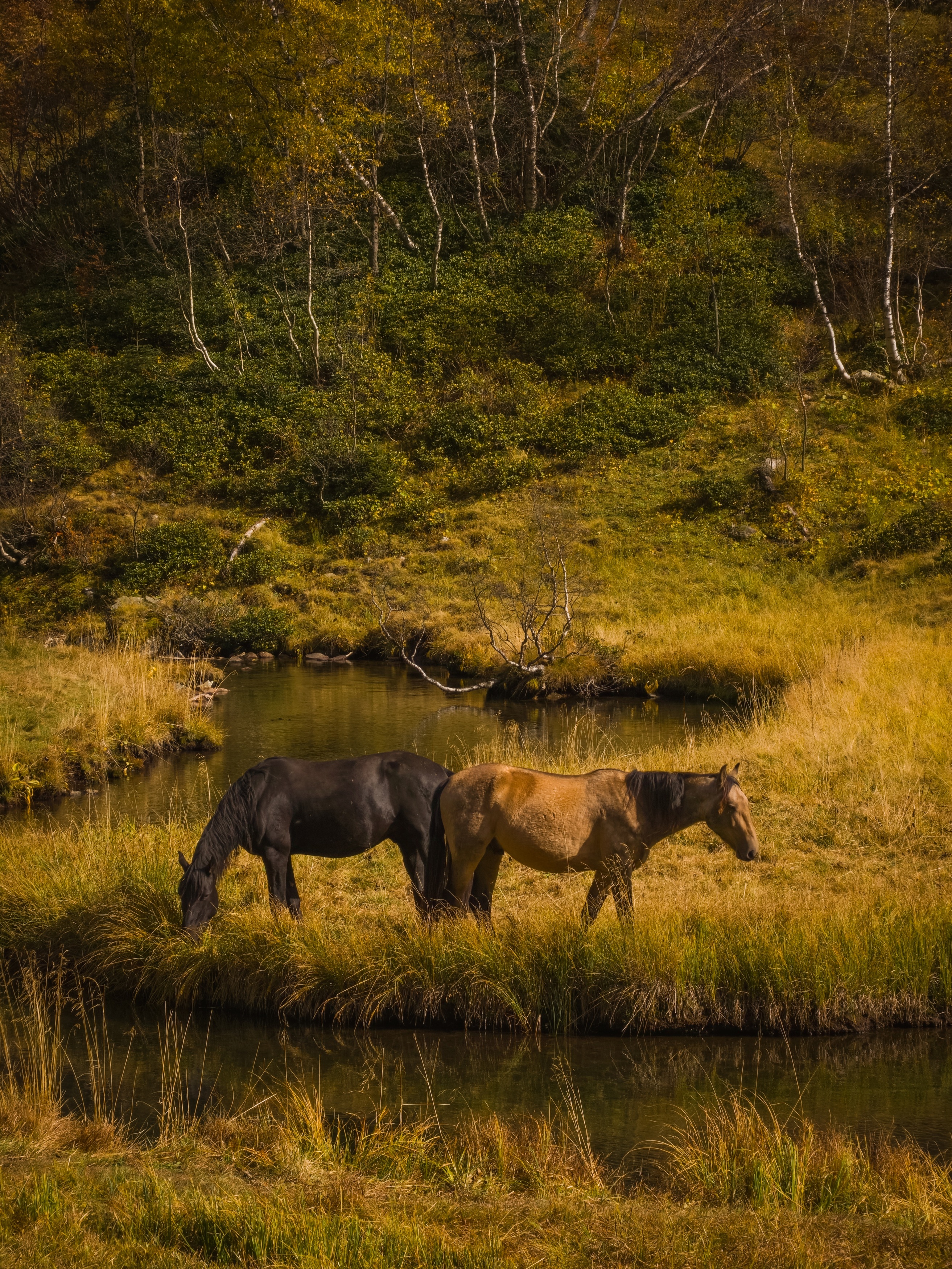 , Игорь Кабанов