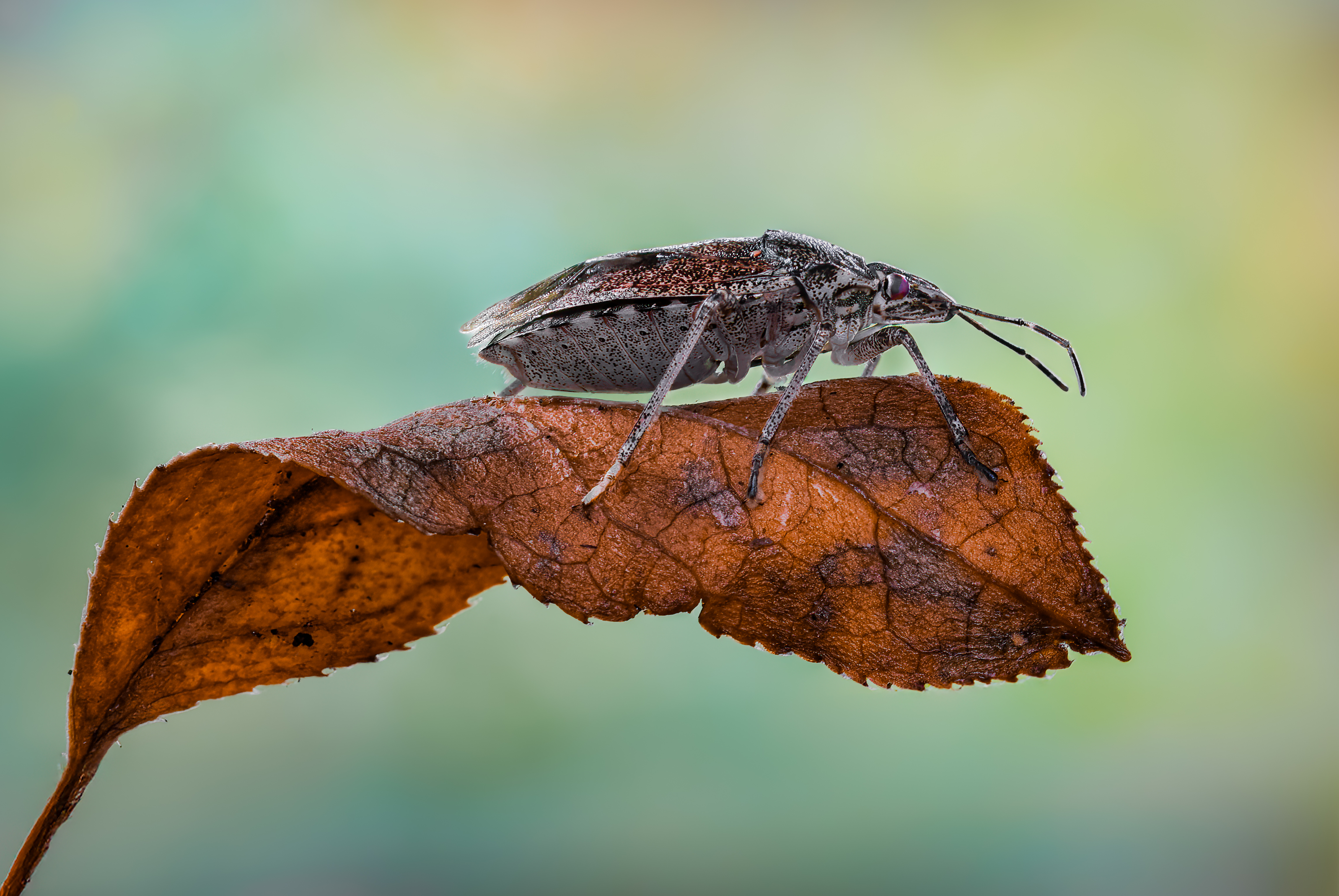 shield bug, beetle, insect, fall, autumn, stink bug, macro, leaves, season, seasons, camouflage, camouflaged,, Atul Saluja