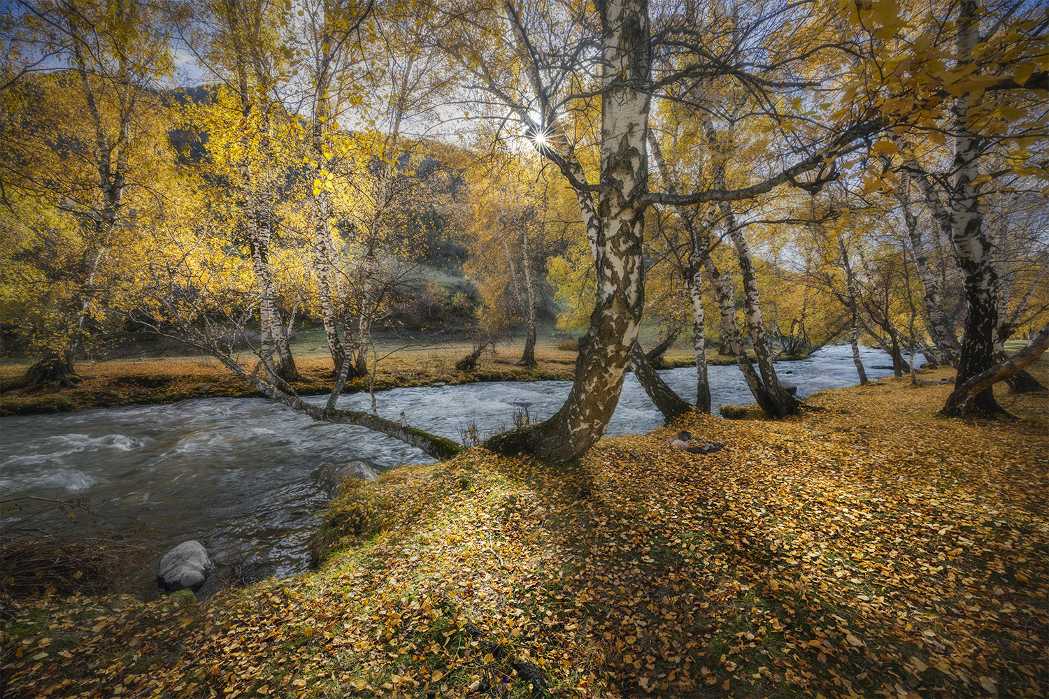 алтай, берёзы, река, осень, солнце, Сергей Буторин