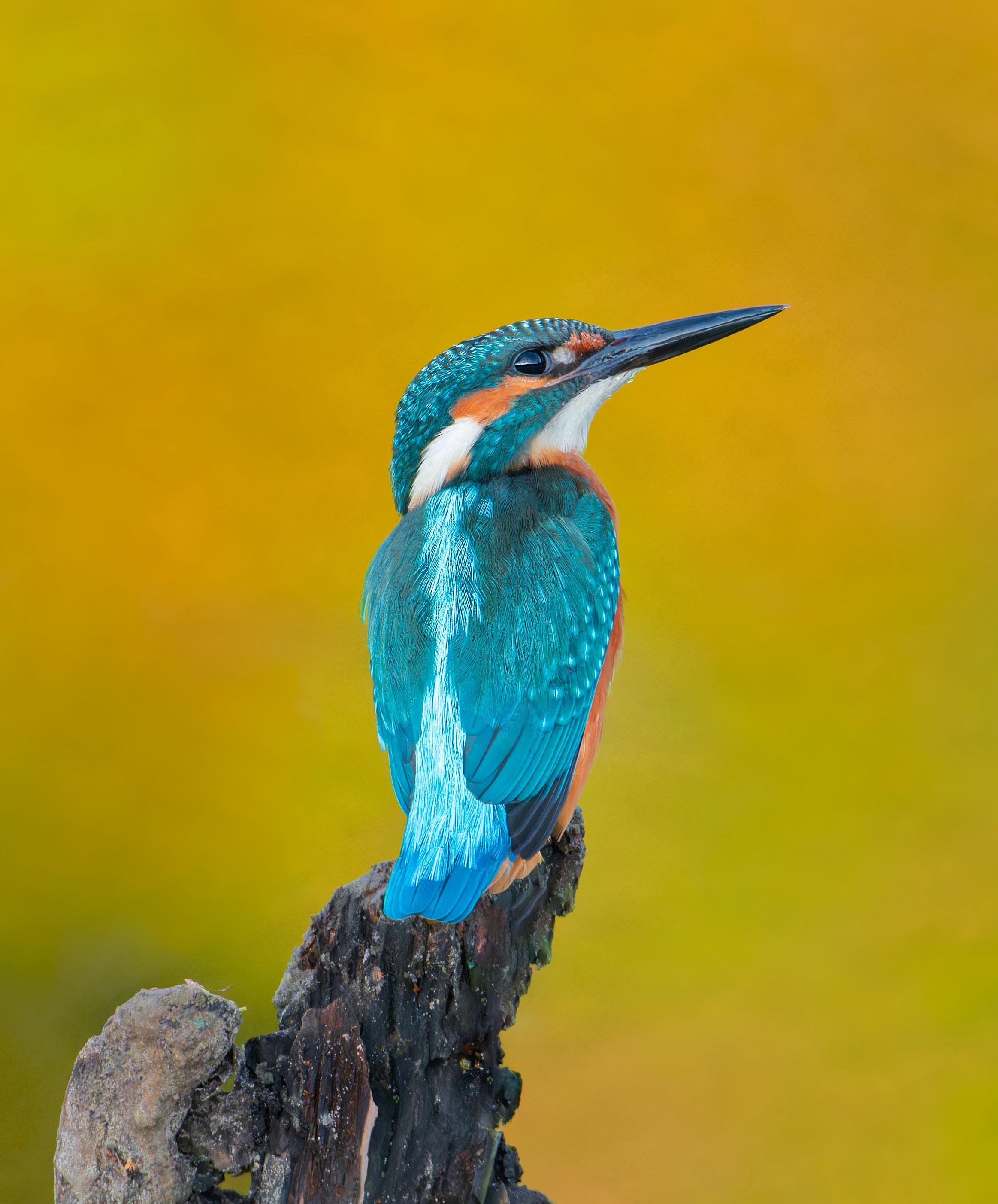 , Фото Александр