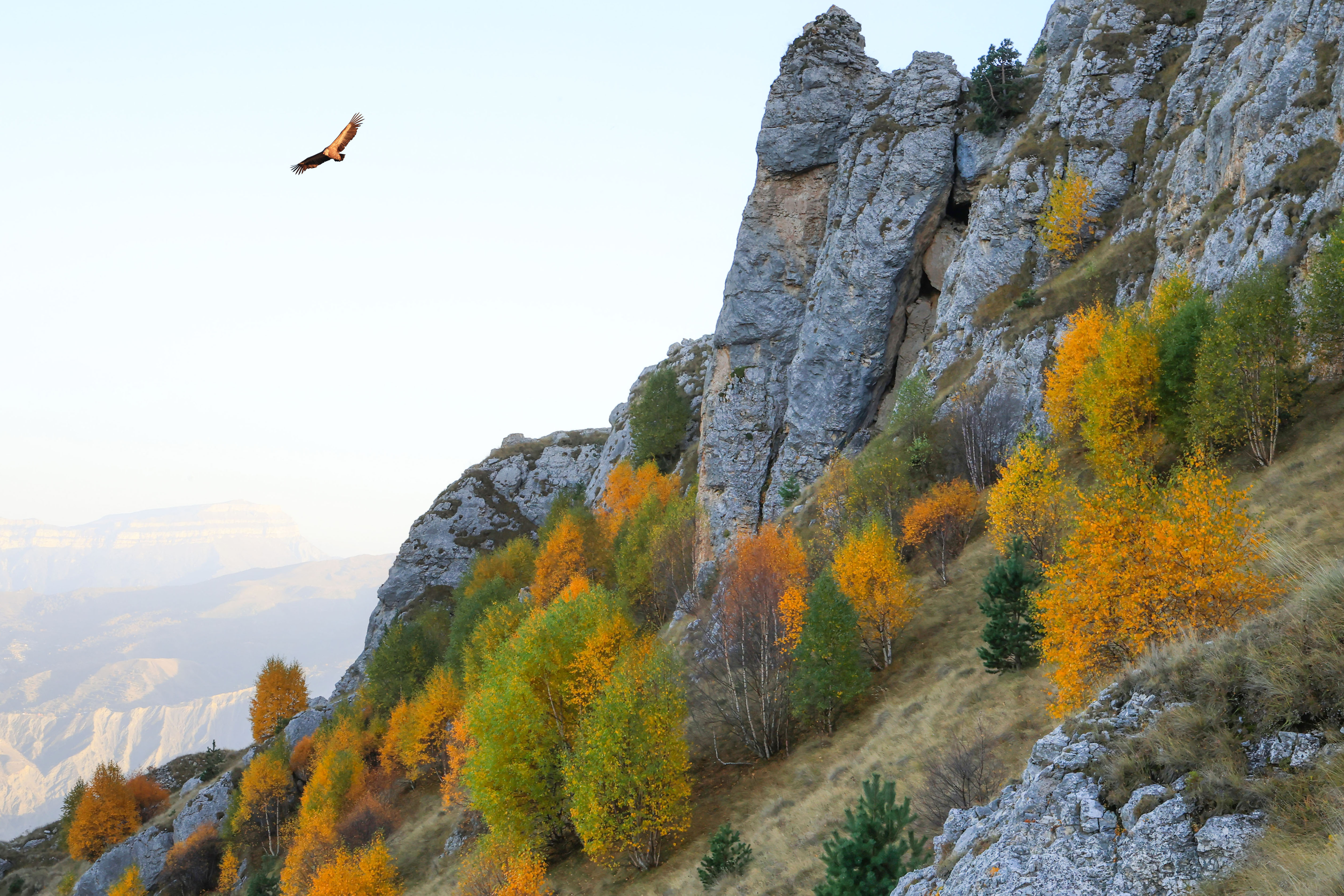 осень,горы,пейзаж,гриф,дагестан,, Magov Marat