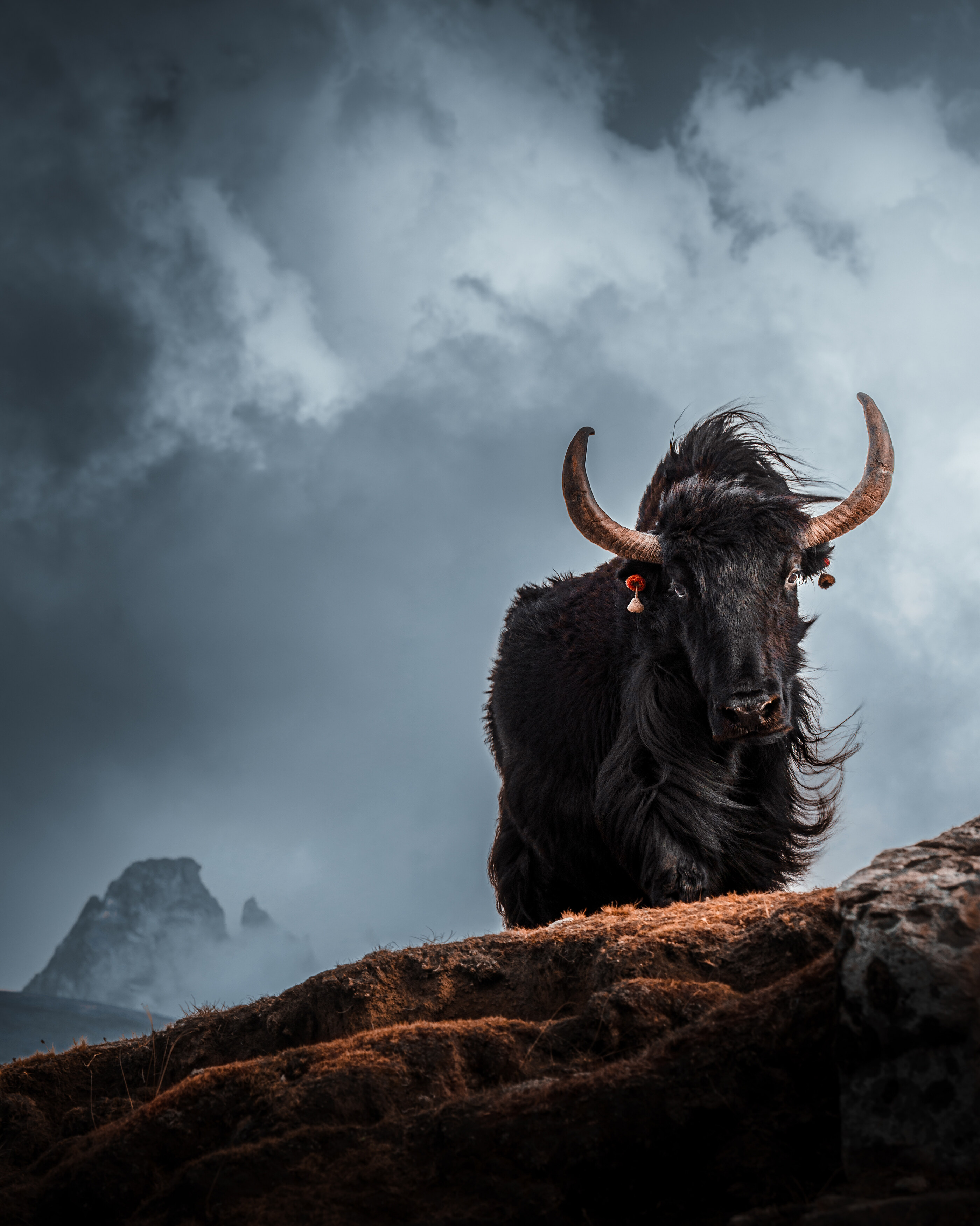 , Купчиков Илья