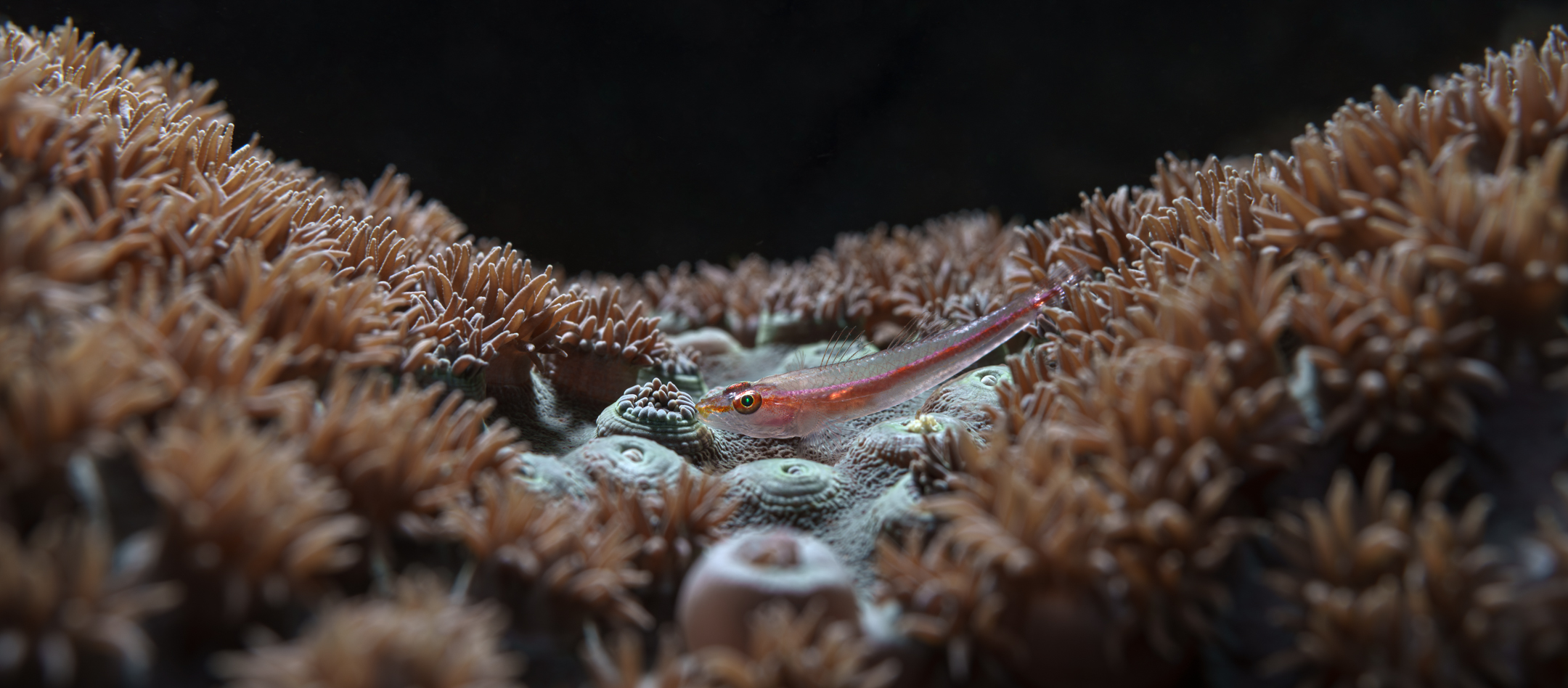 , Савин Андрей