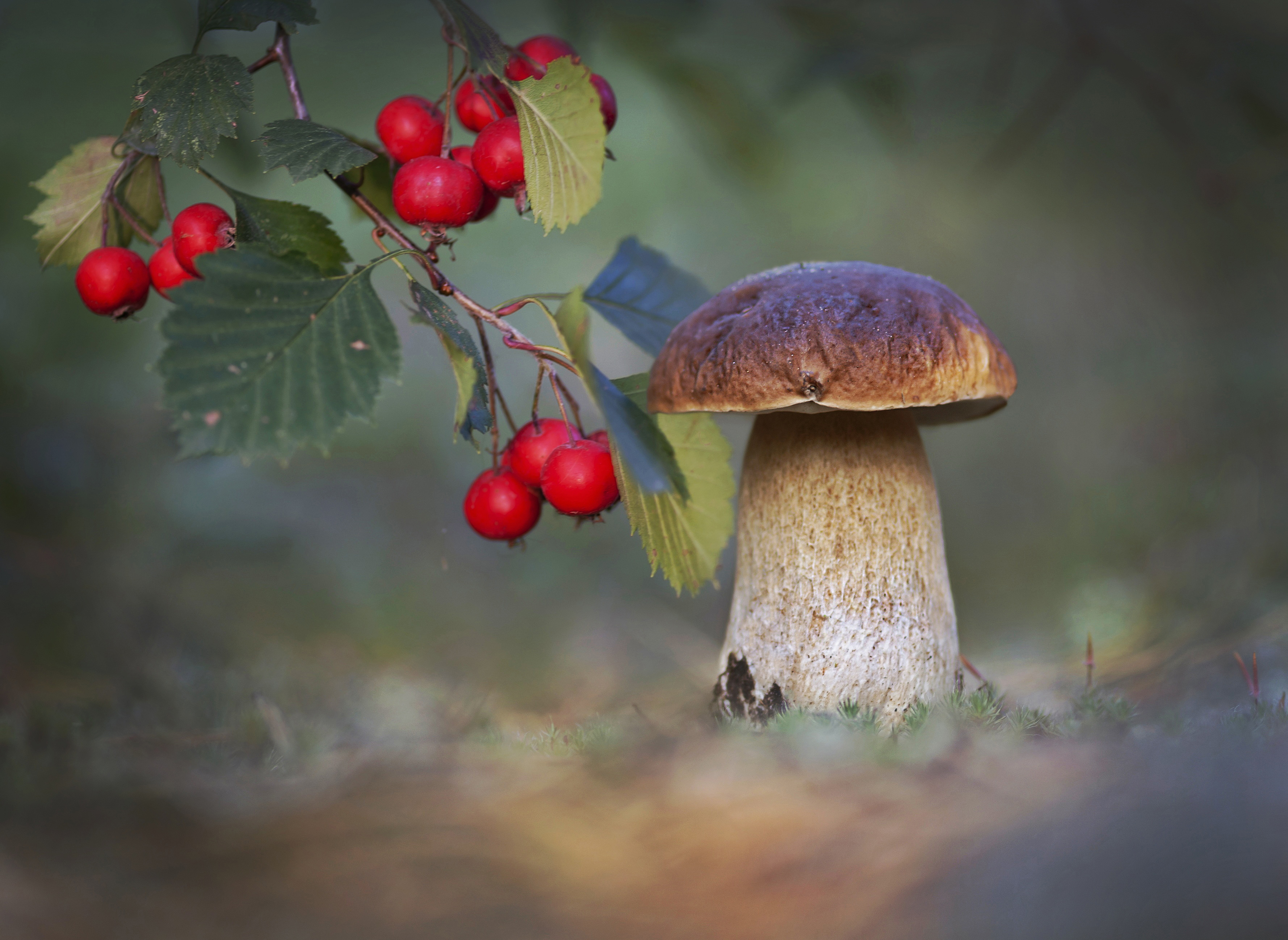 боровик, природа, беларусь, Александр Гвоздь