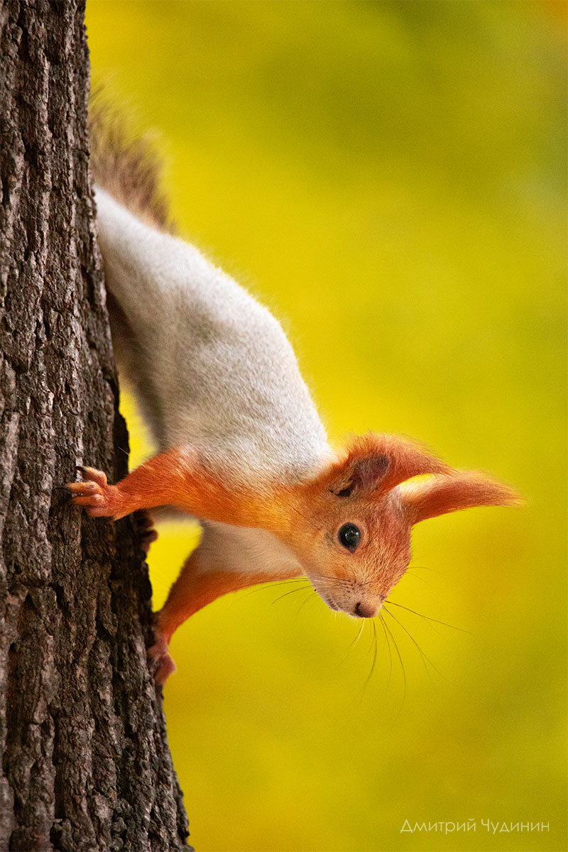 , Чудинин Дмитрий