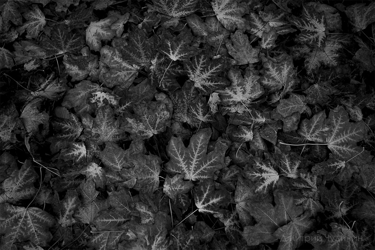 , Чудинин Дмитрий