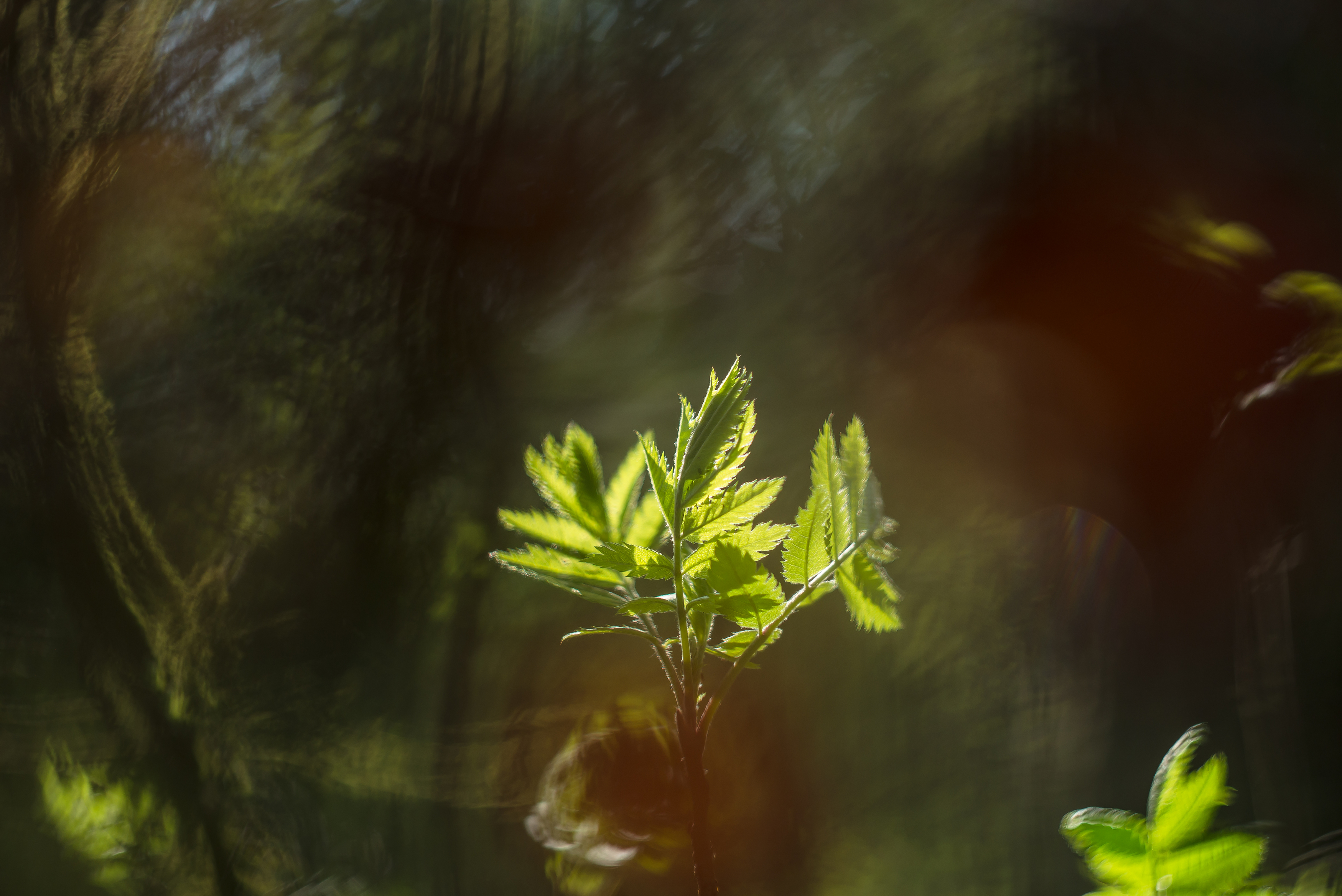 рябина, зелёный, май, весна, лес, Соварцева Ксения