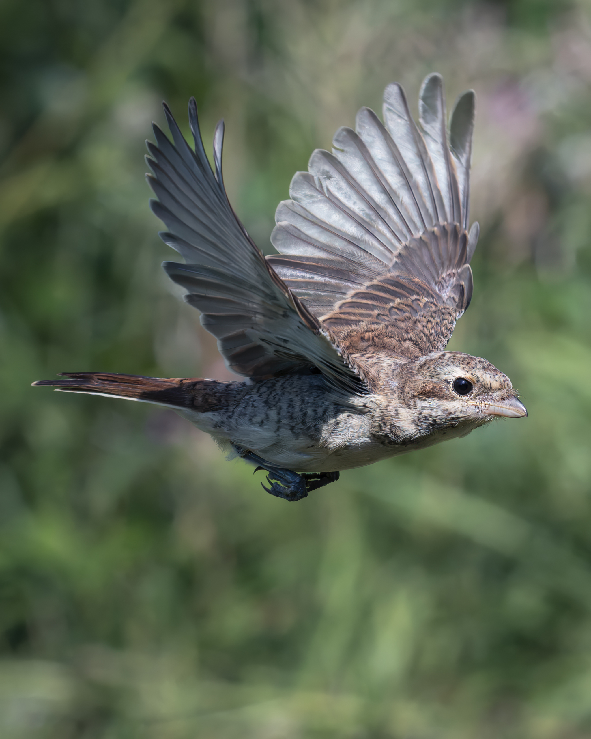 , Поляков Михаил