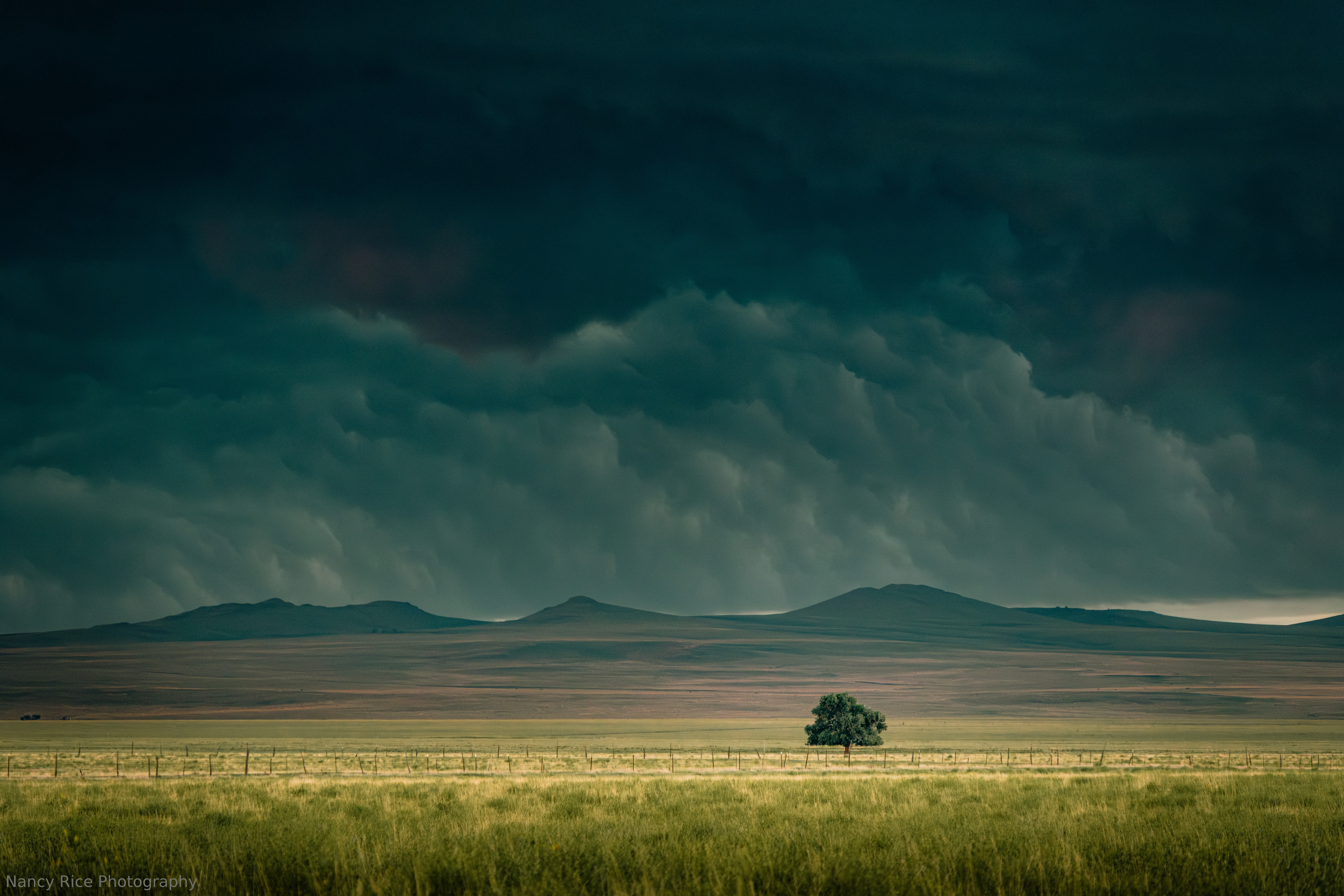 new mexico, usa, landscape, summer, nature, outdoors, clouds, cloud, sky, storm, thunderstorm, weather, tree, Nancy Rice
