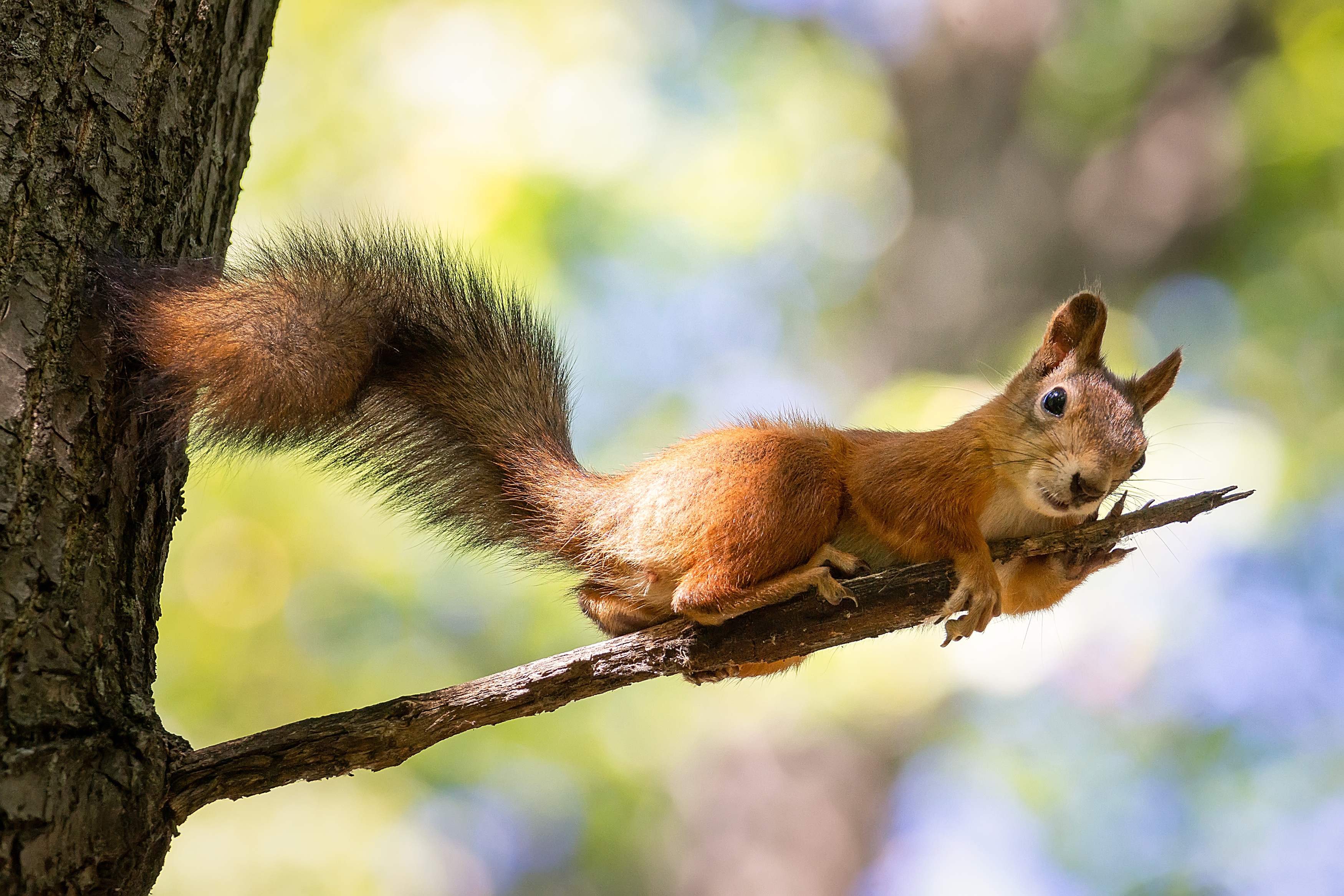 , Корнеев Алексей