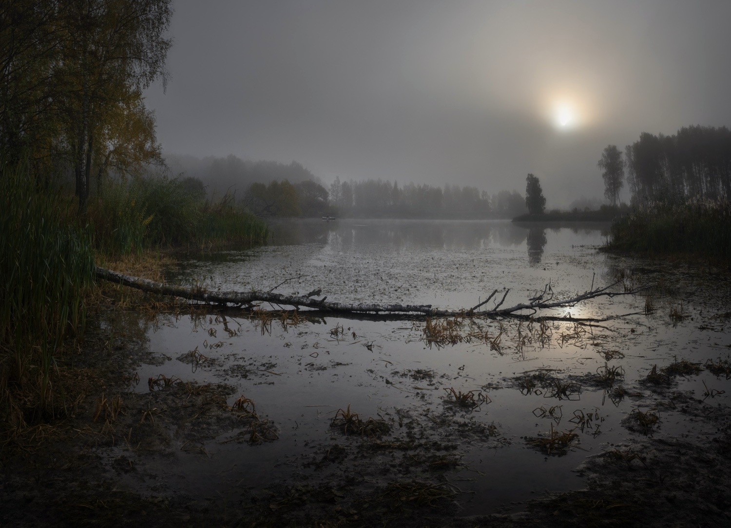 лес, свет,утро, природа, рассвет, Баранов Олег