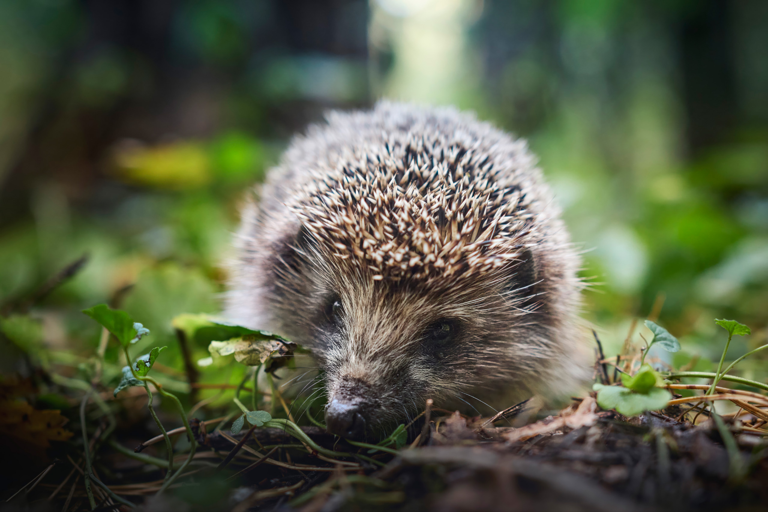 еж, Валерий Вождаев