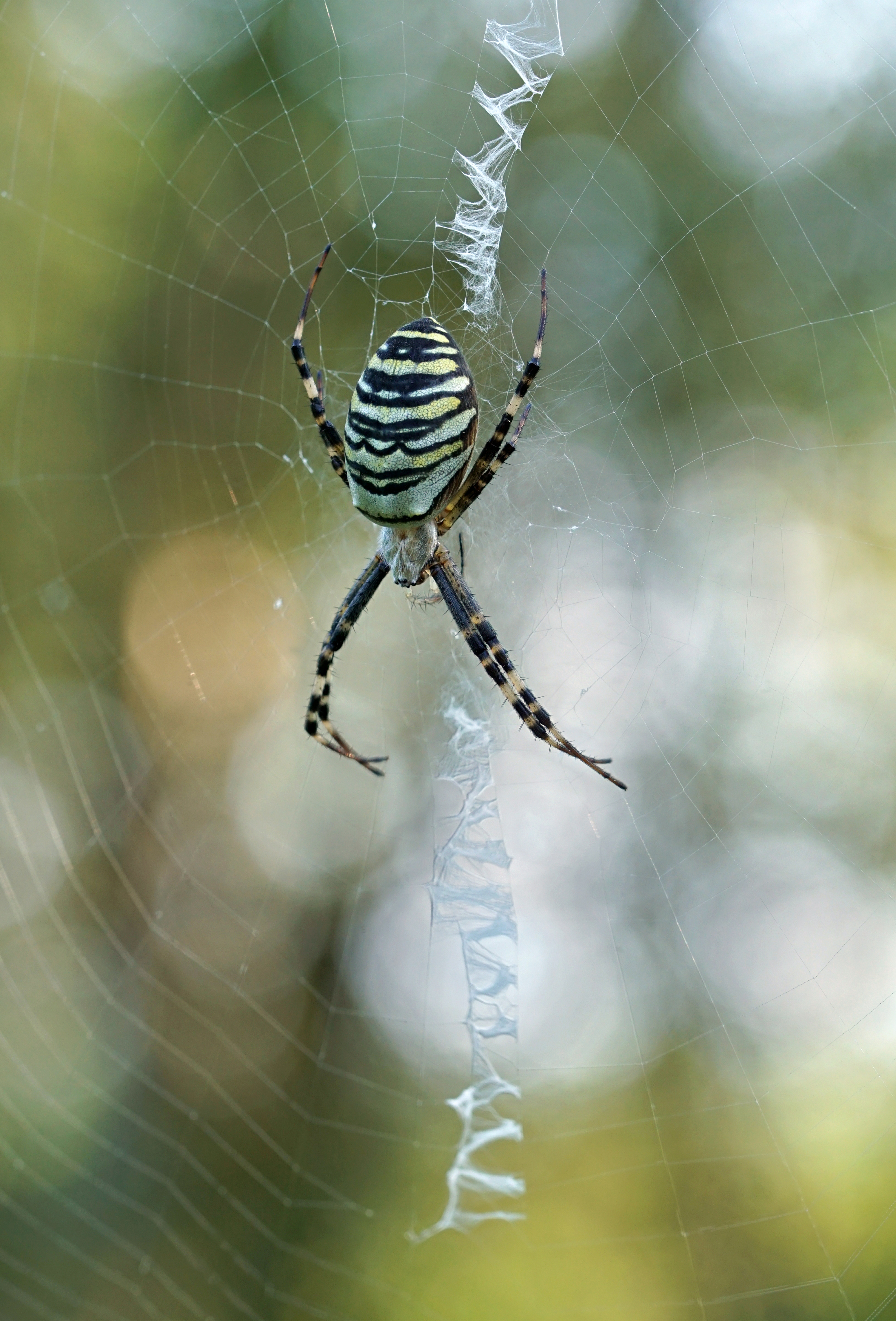 , Аленксей Чепленко