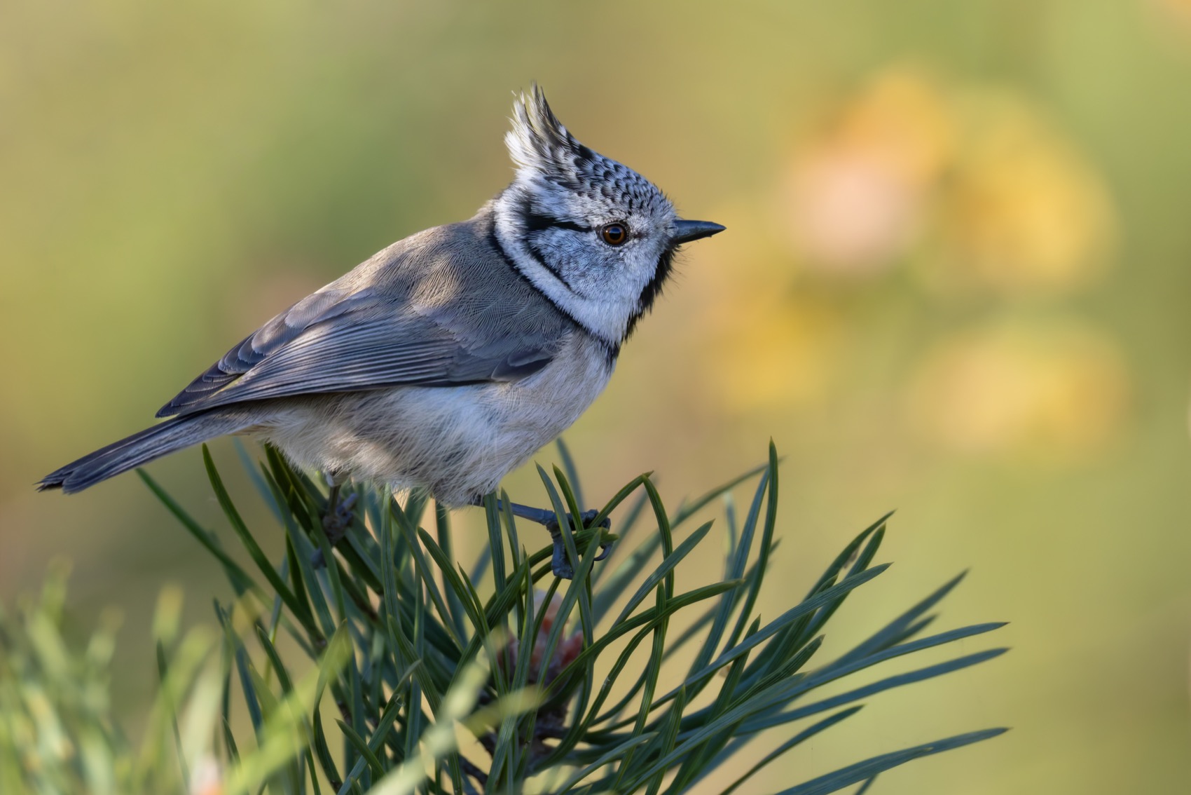 гренадерка, хохлатая синица, синица, птицы, Ruslan Pl