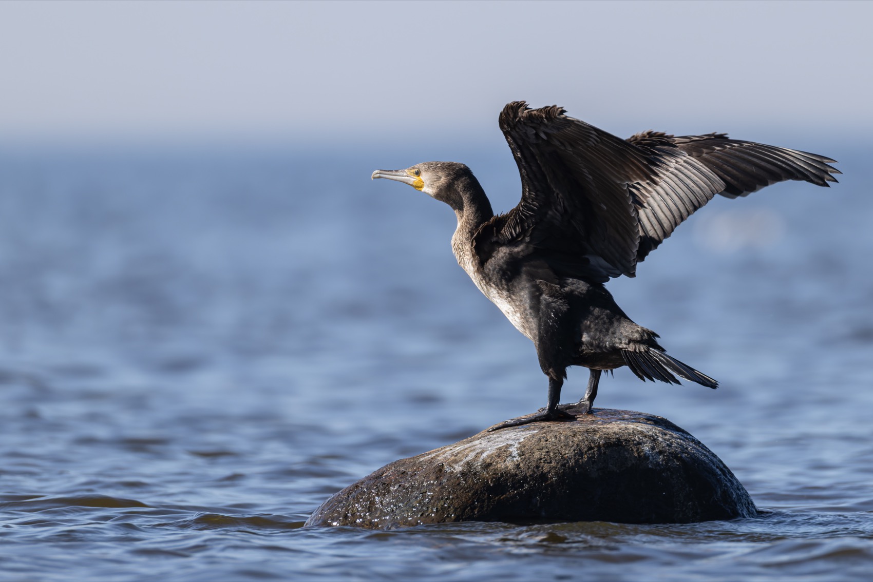 баклан, птицы, Ruslan Pl
