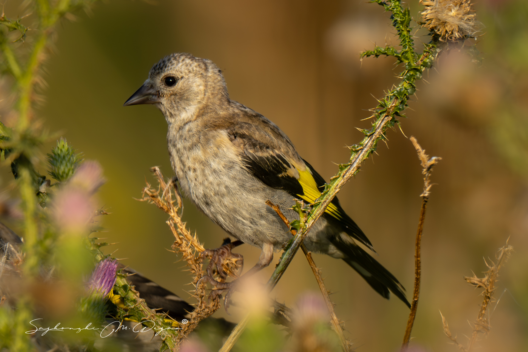 birds, Sajkovski Dejan