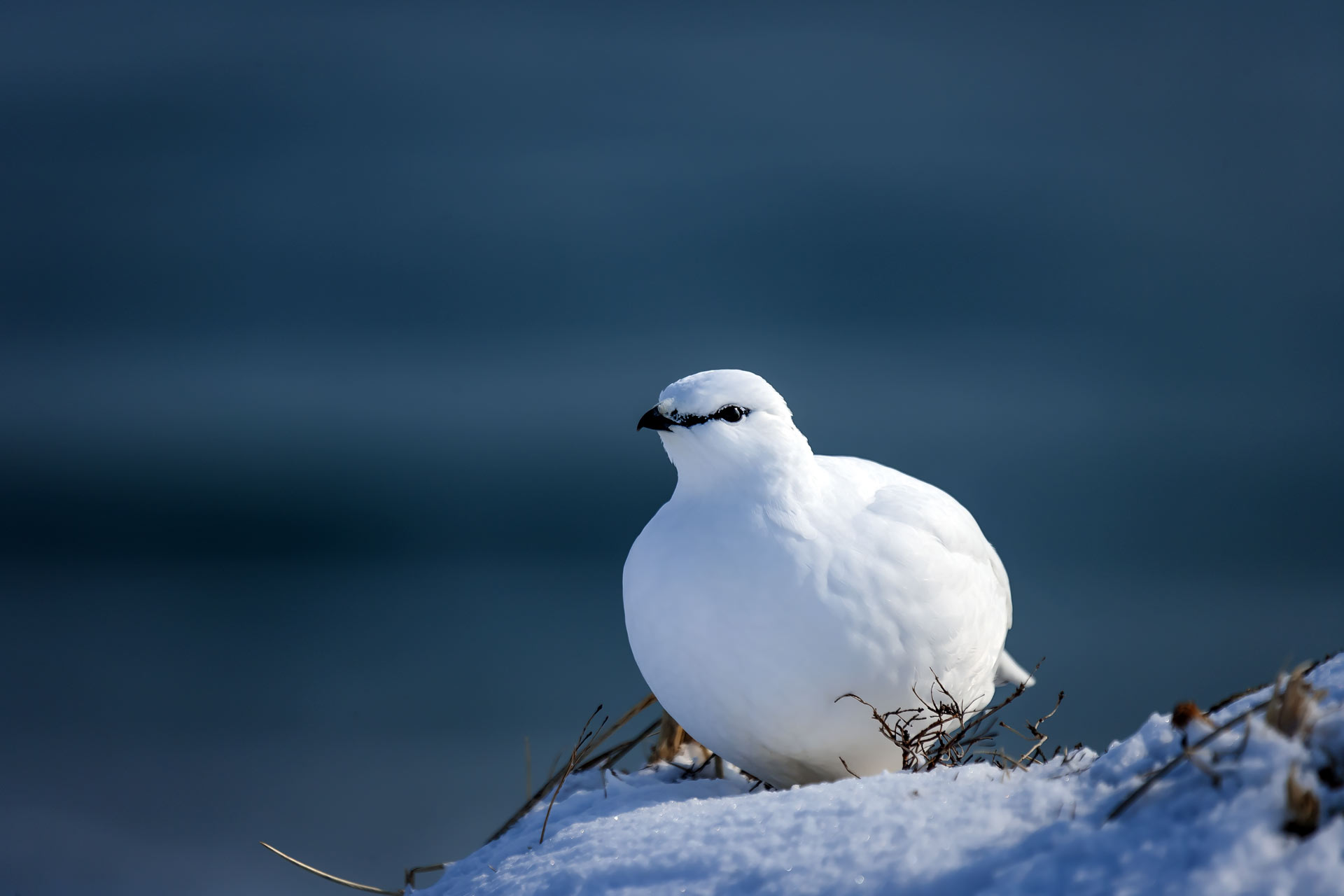тундряная куропатка, зимнее оперение, белый окрас, командоры, Уткин Дмитрий