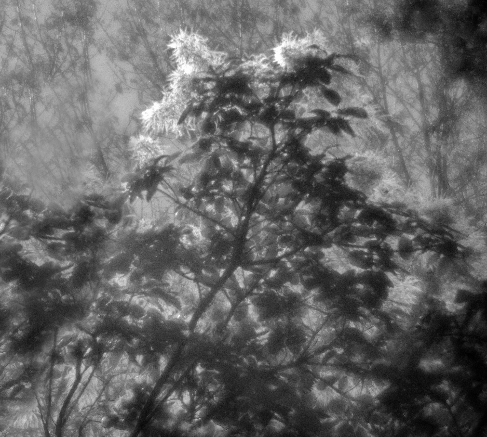 , Андрей Петросян