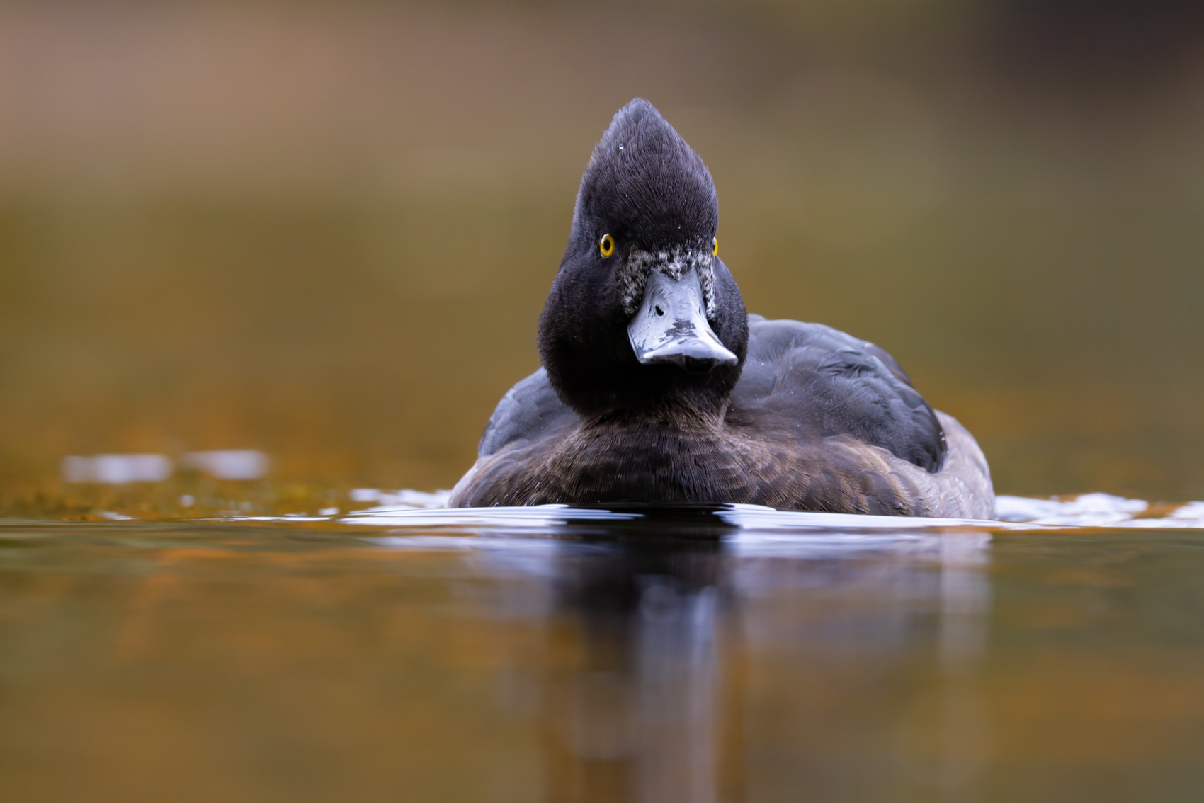 нырок, хохлатая чернеть, чернеть, утка, птицы, Ruslan Pl