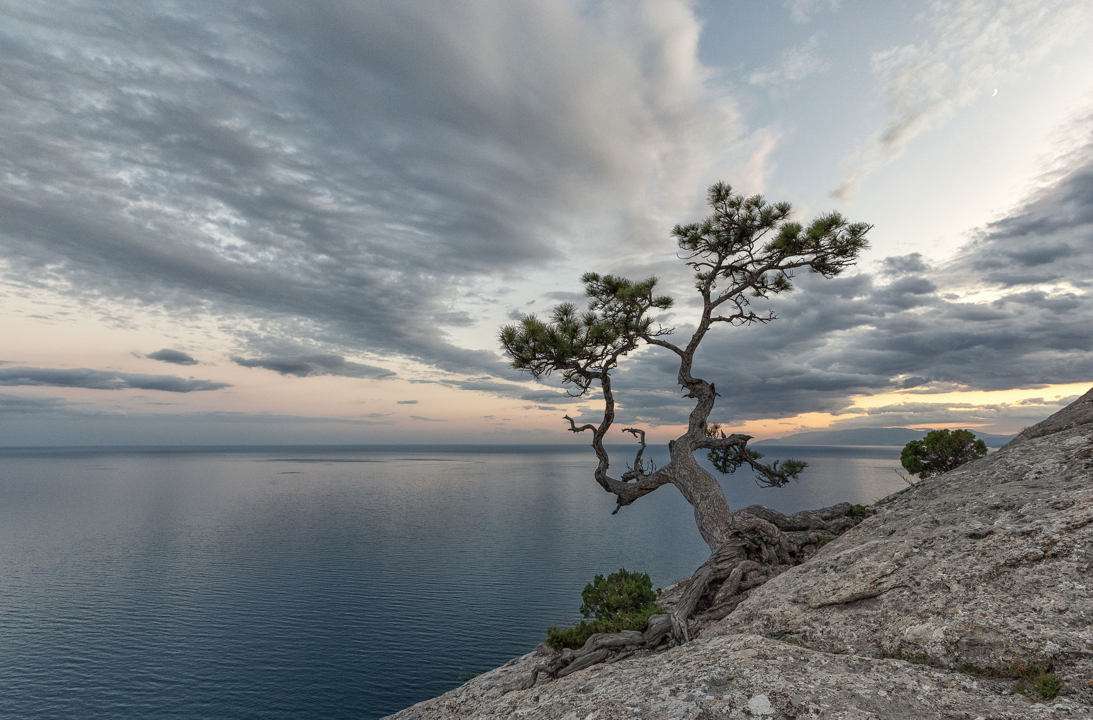 крым, море, сосна, вечер., закат, Татьяна Феденкова