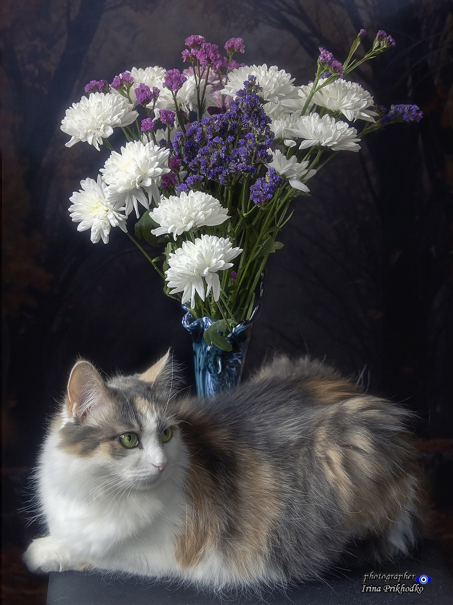 фото кошек, кошки, сибирские кошки, трехцветные кошки, букеты, Приходько Ирина
