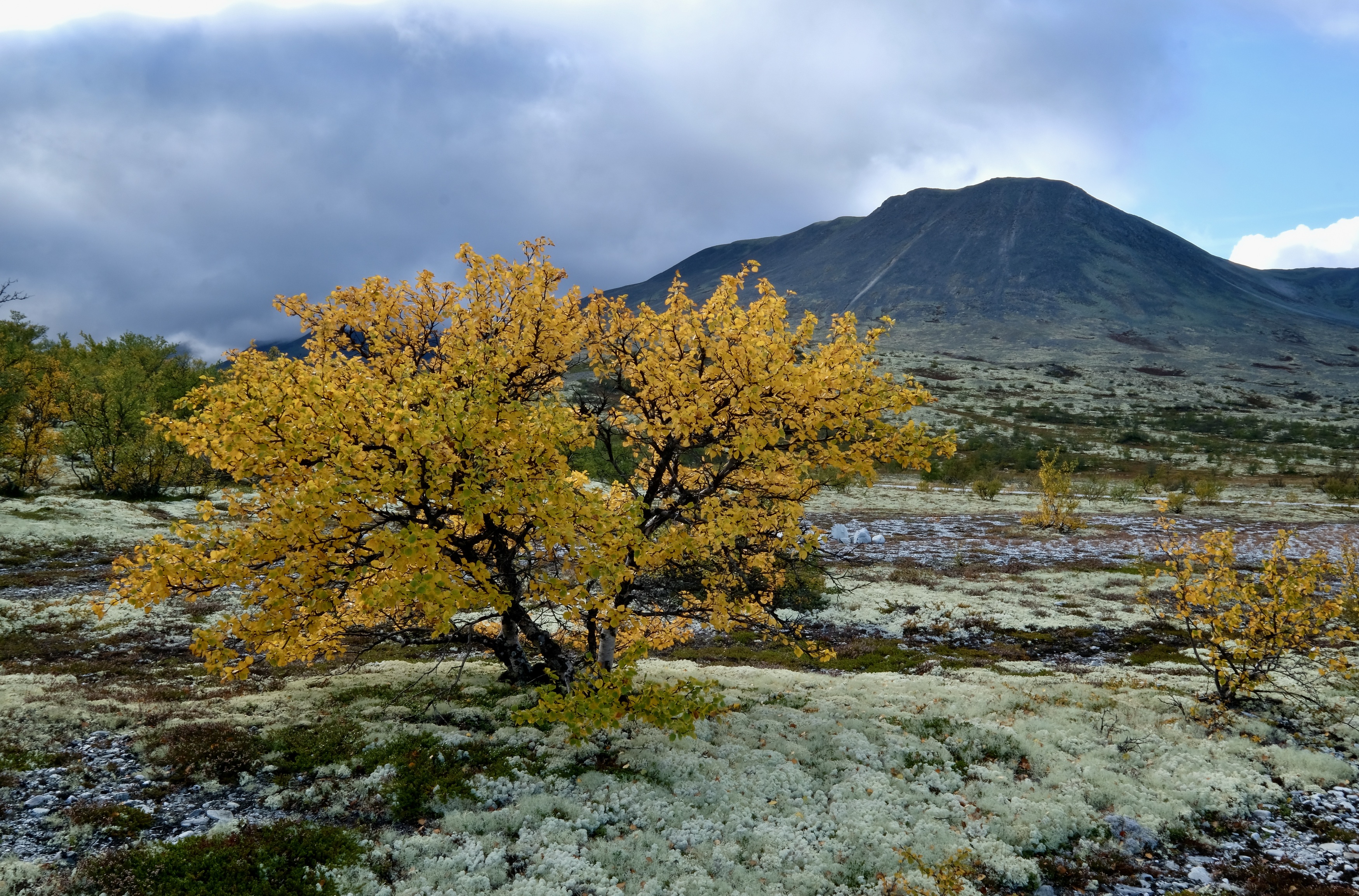 Landscapes, Norway, Colors, Autumn, Mountains, Yellow, Rondane, , Povarova Ree Svetlana