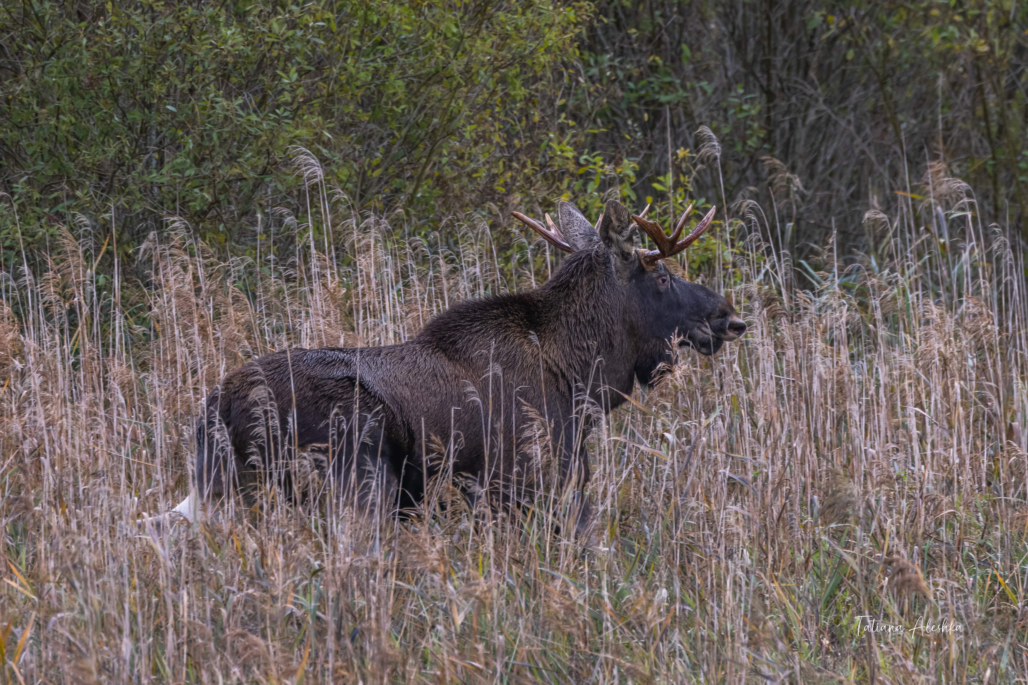 , Алешка Татьяна