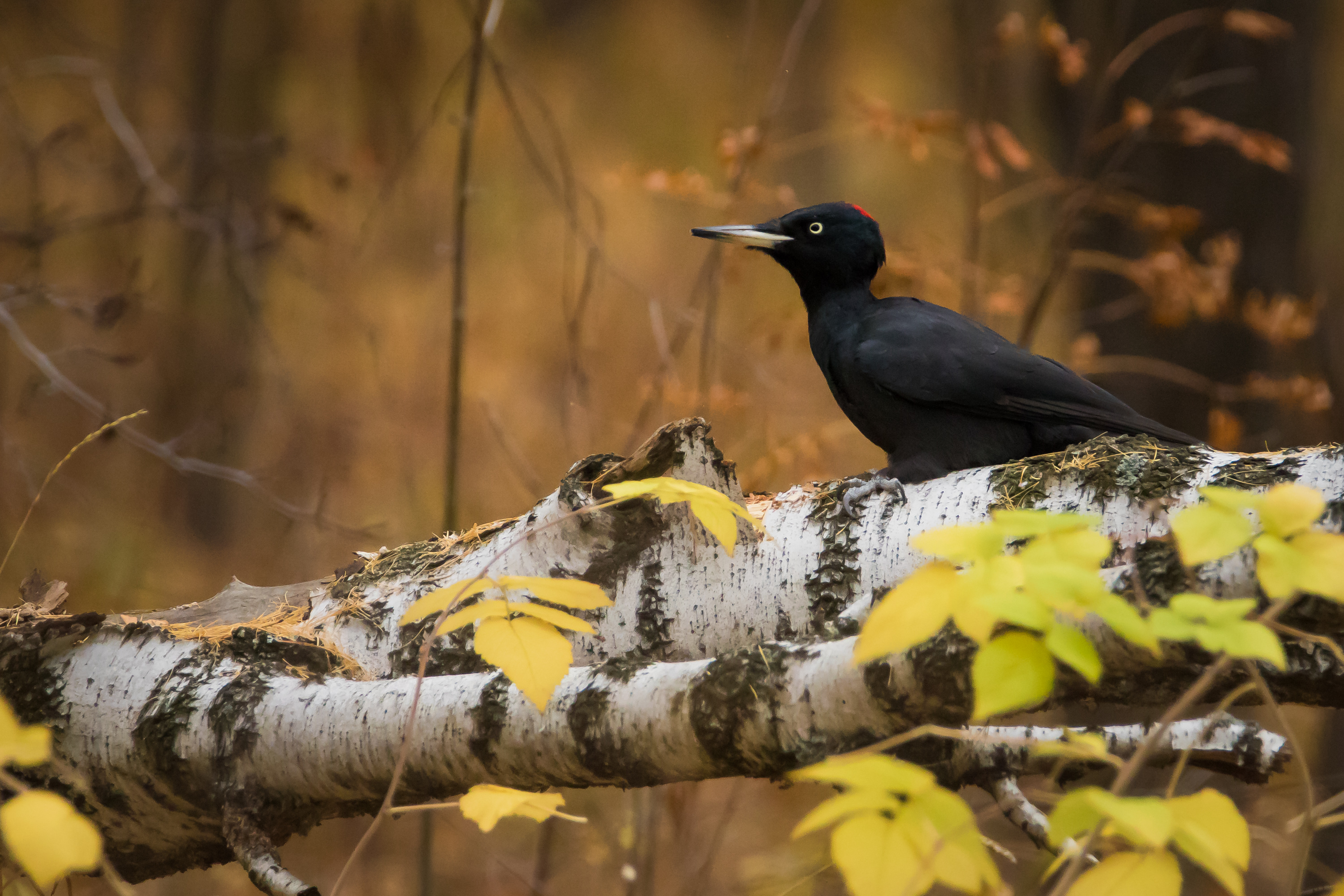 желна, Суслов Дмитрий