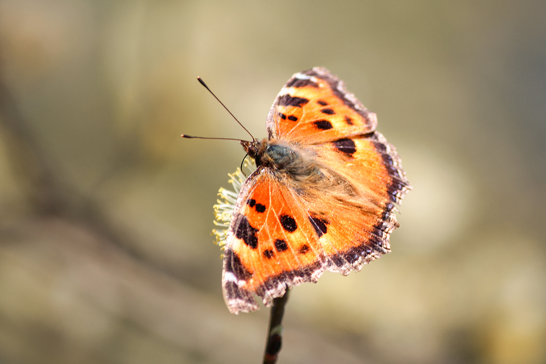 бабочка, крапивница , aglais urticae, nymphalis urticae, КарОл