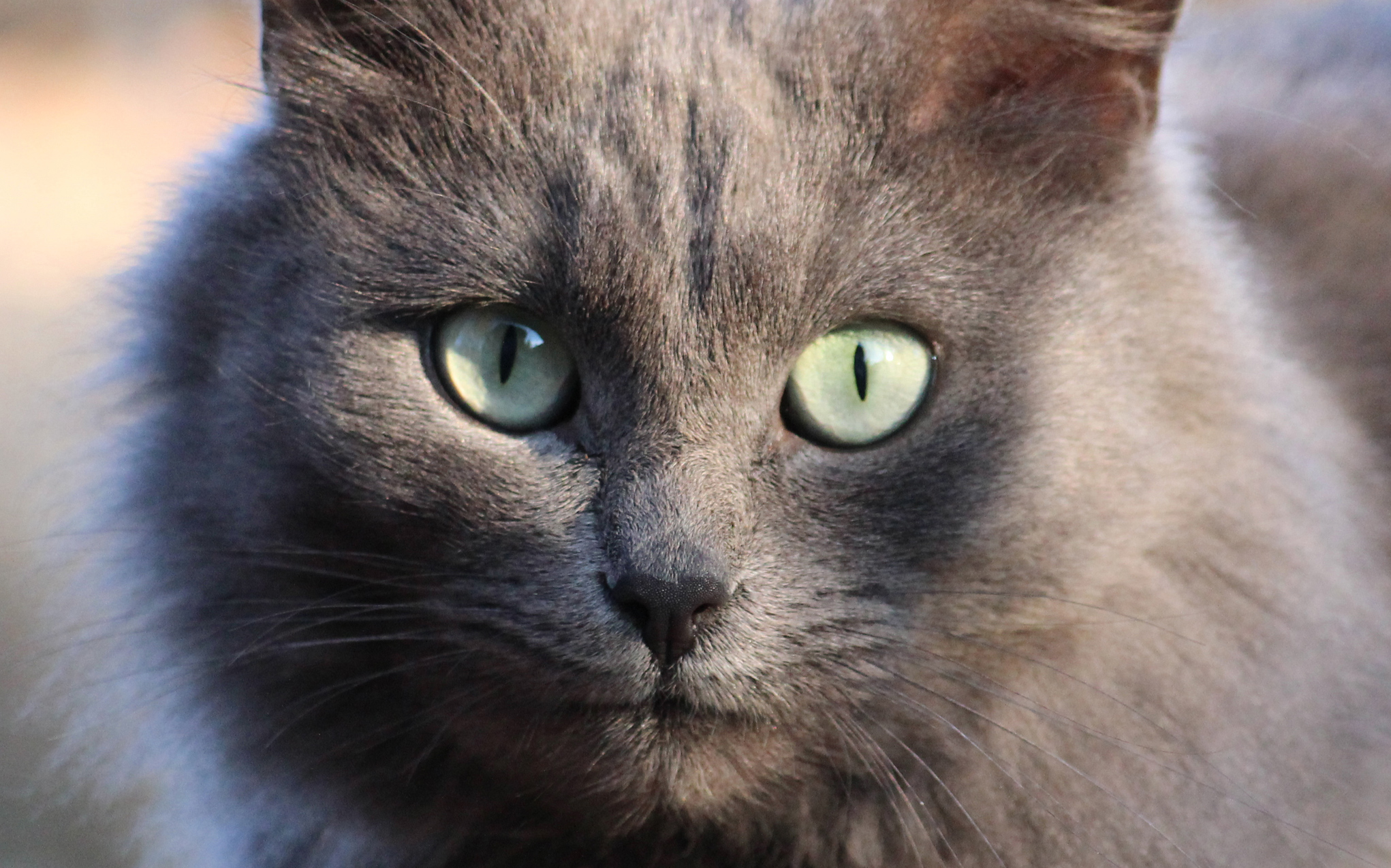 , Алексеев Сергей