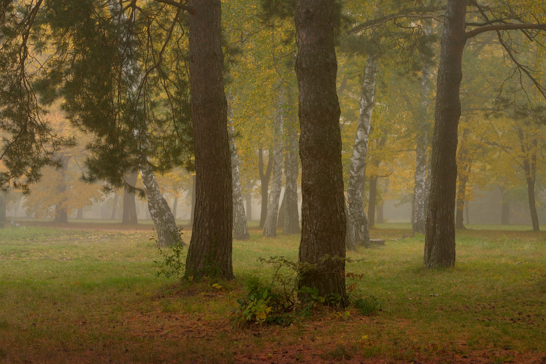 осень листва утро лес туман, Александр Жарников
