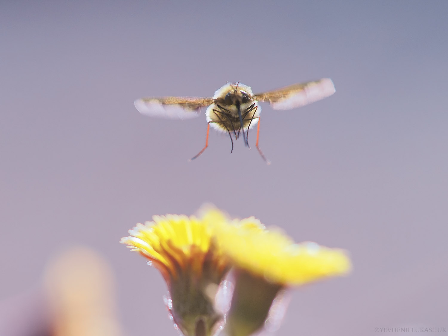 , Лукашук Евгений