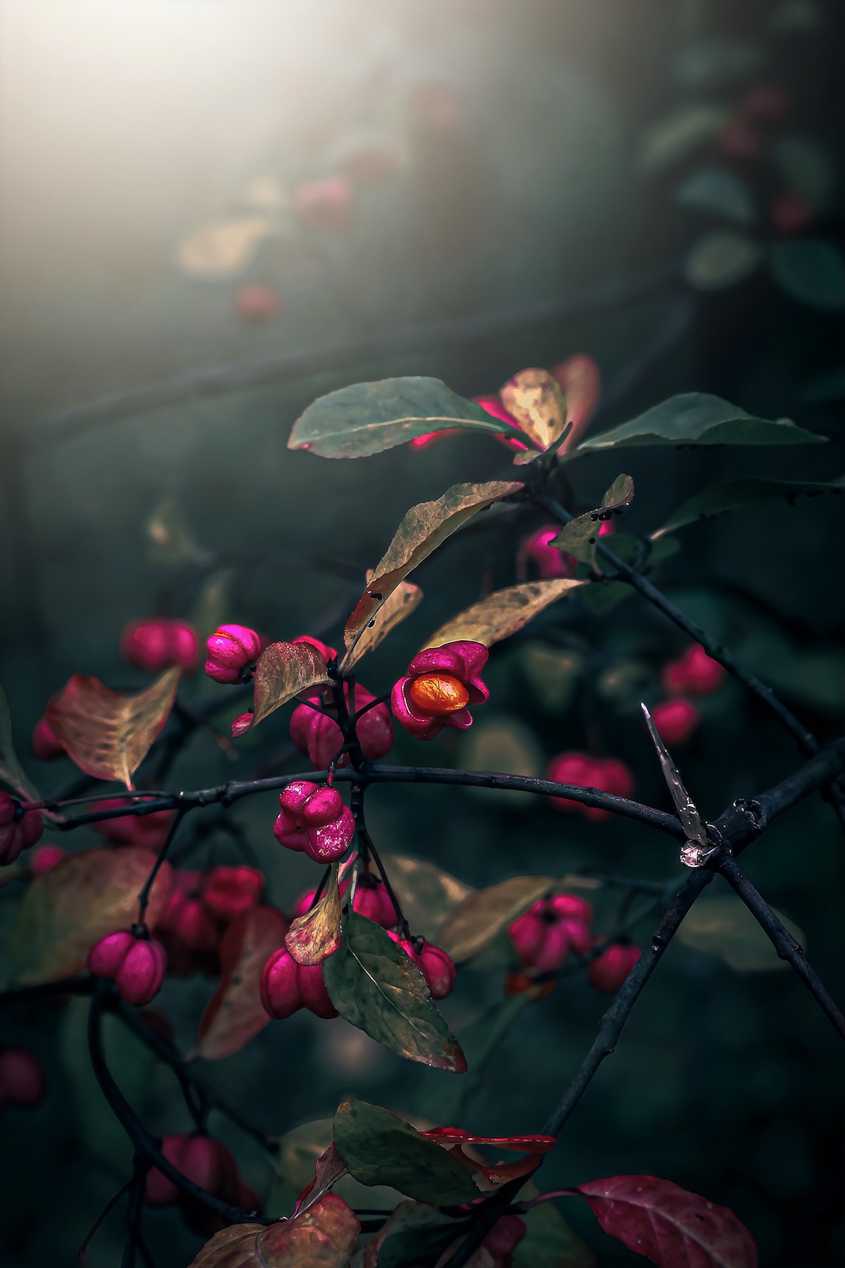 макро, macro, nature, природа, осень, autumn, золотаяосень, goldatum, бересклет, Julia Kaissa