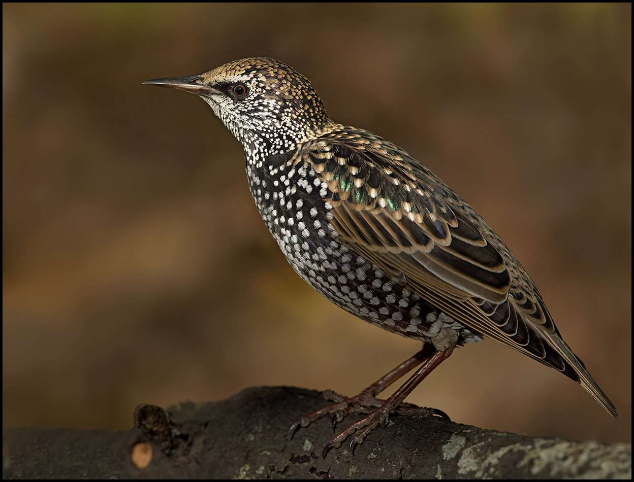 скворец,осень,вечер,октябрь, Иван