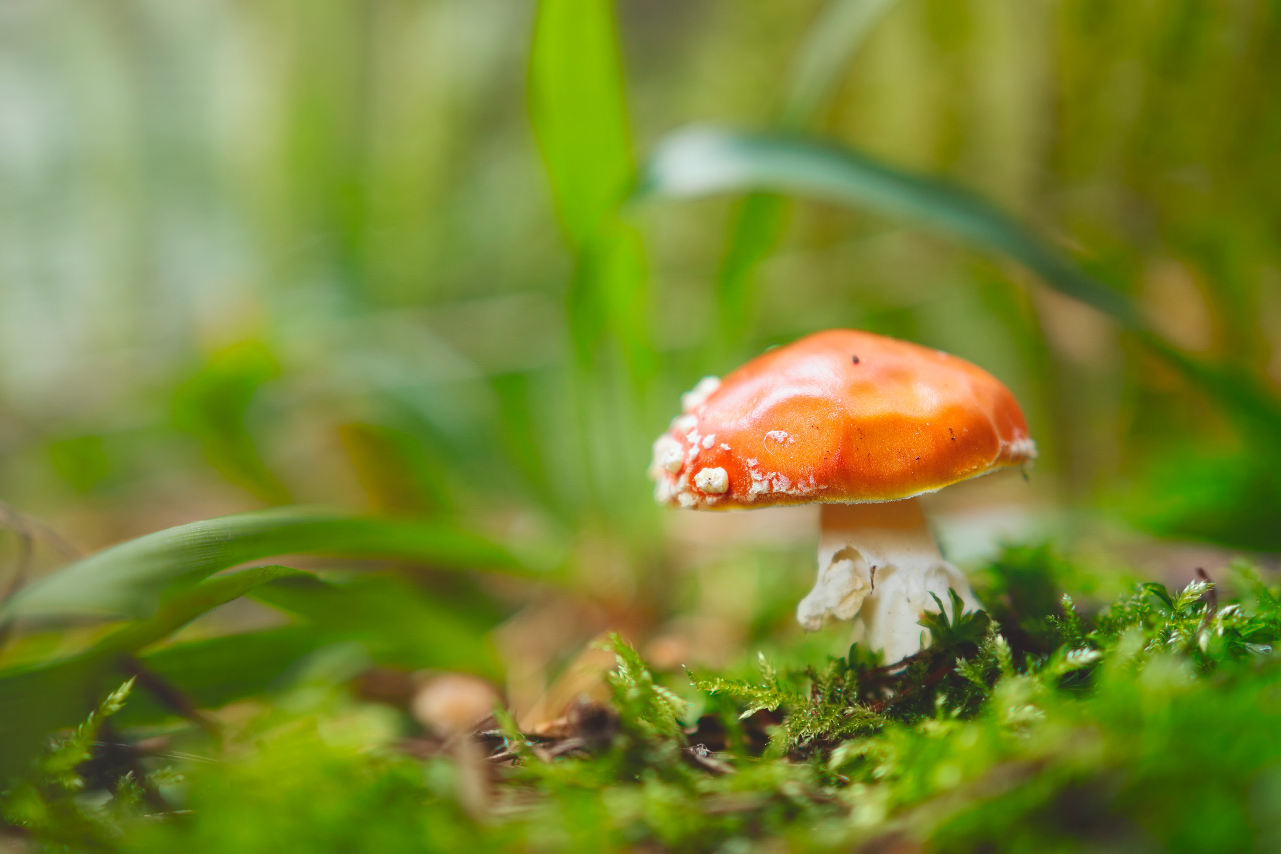 гриб, мухомор, Валерий Вождаев