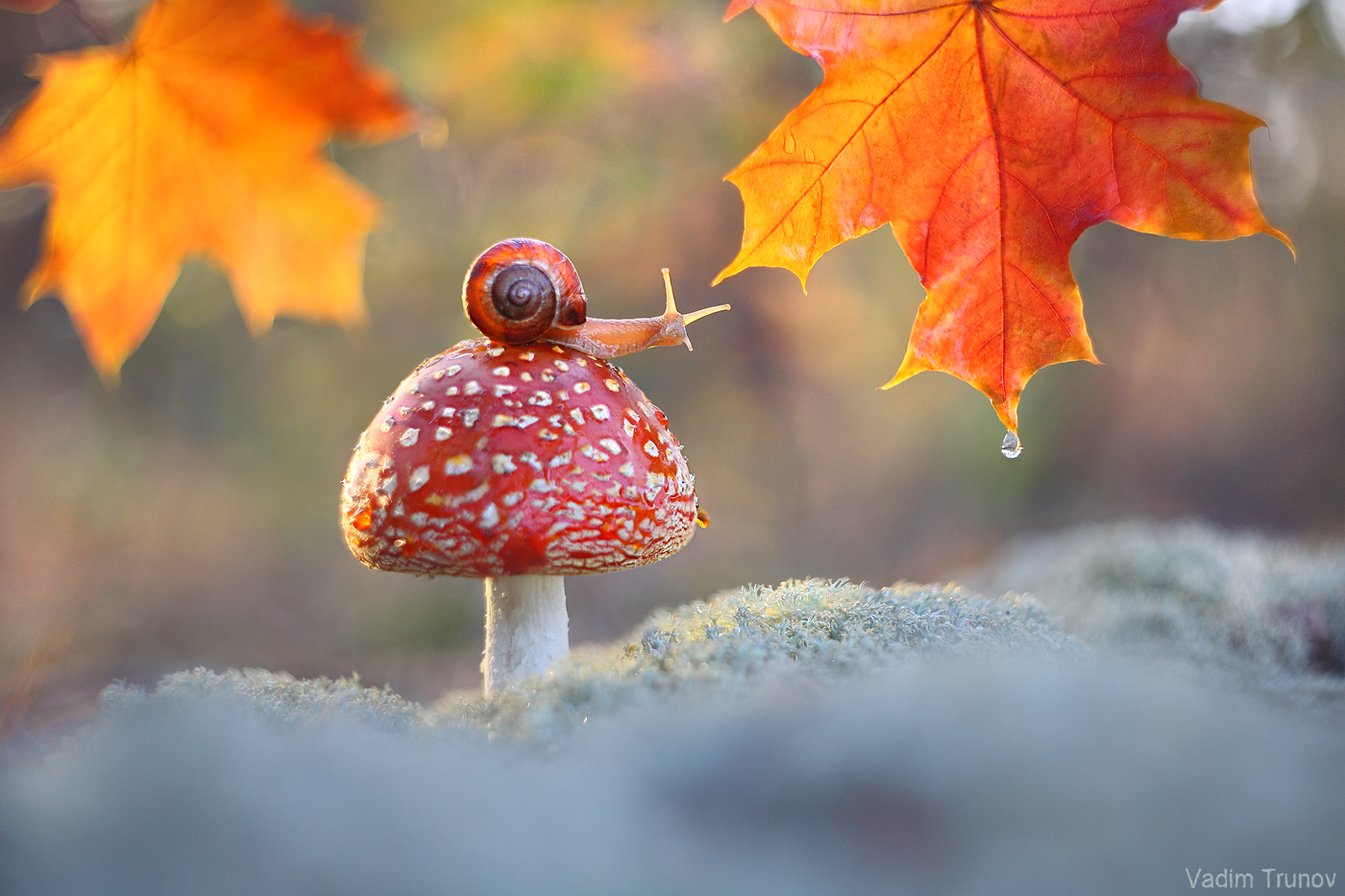 улитка, гриб, мухомор, осень, Вадим Трунов