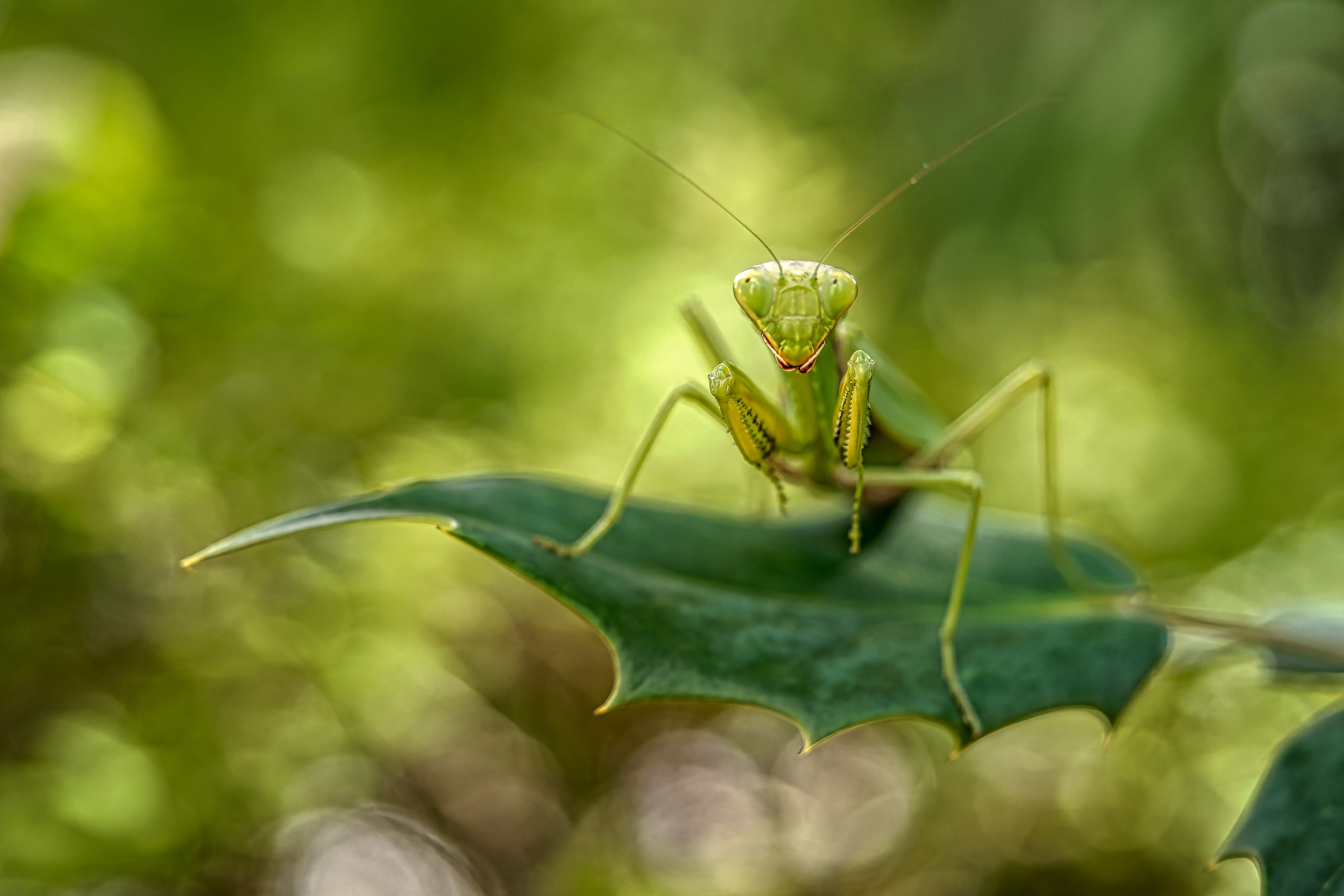 , Олег Савицкий