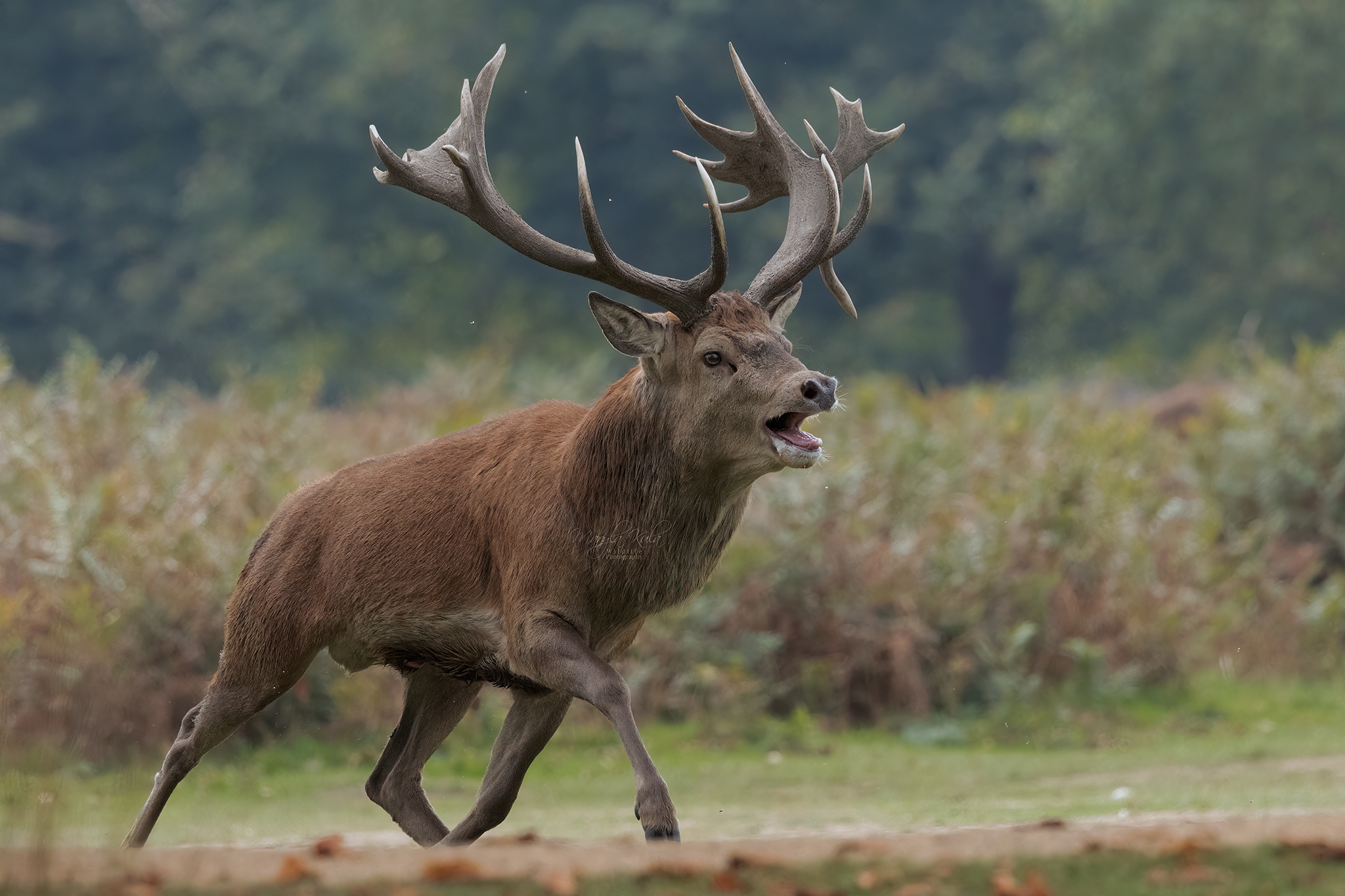 red deer, stag, animals, rutting, chasing, canon, MARIA KULA
