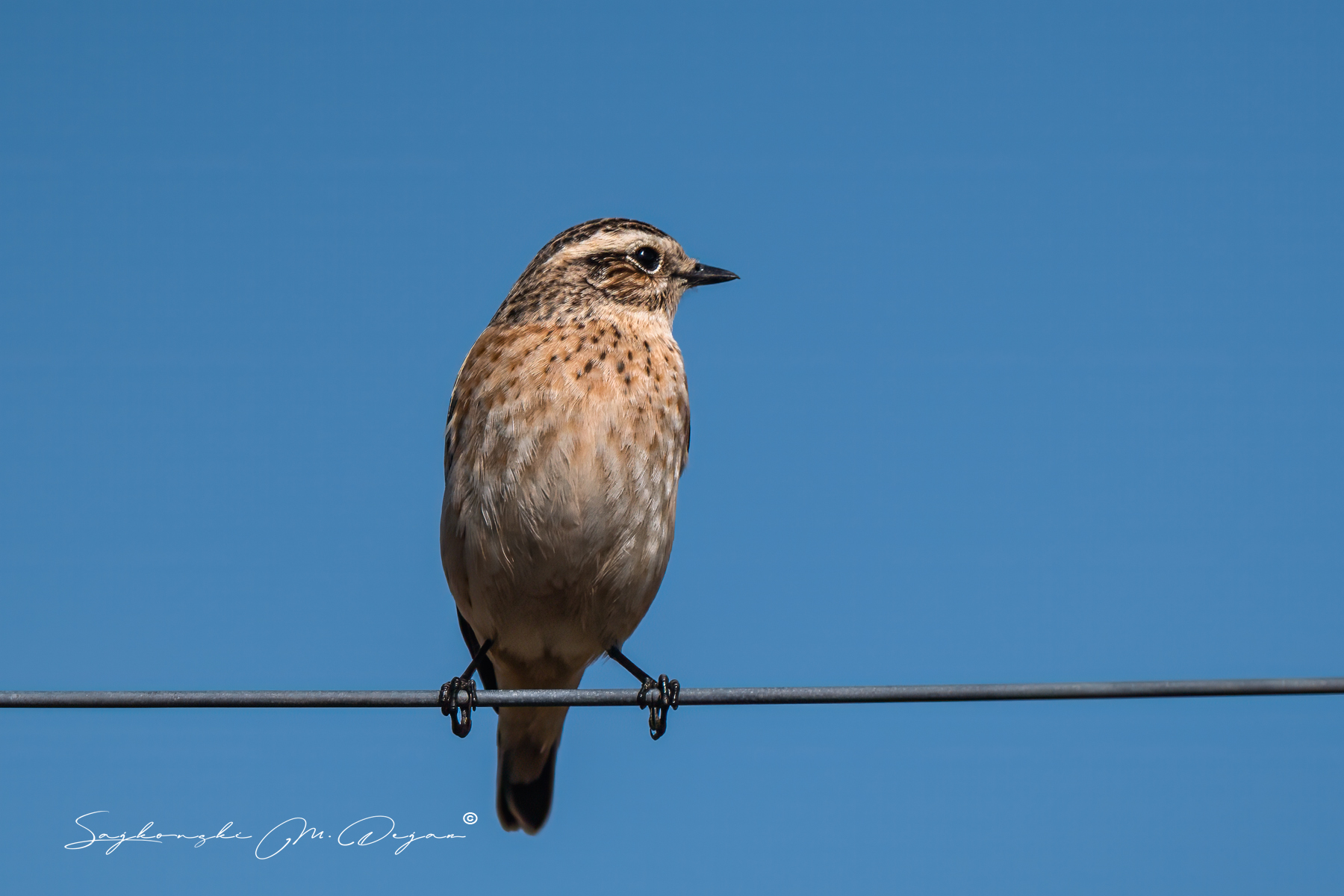 birds, Sajkovski Dejan