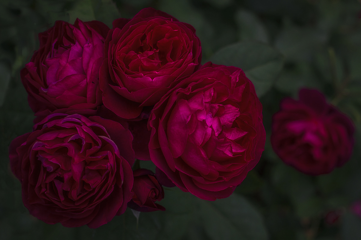 , Гусева Елена