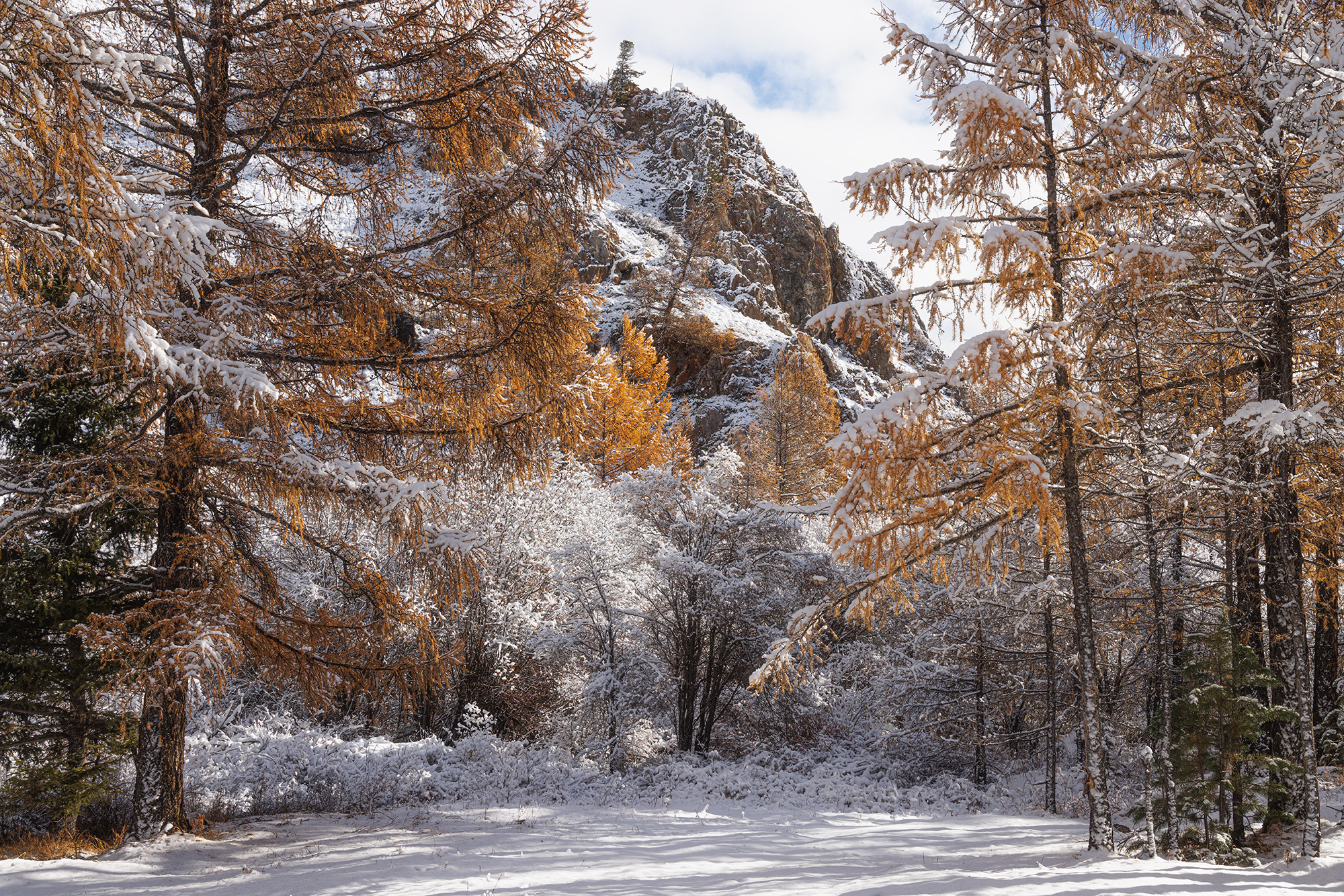 алтай, горный алтай, лес, снег, лиственницы в снегу, Морозов Сергей