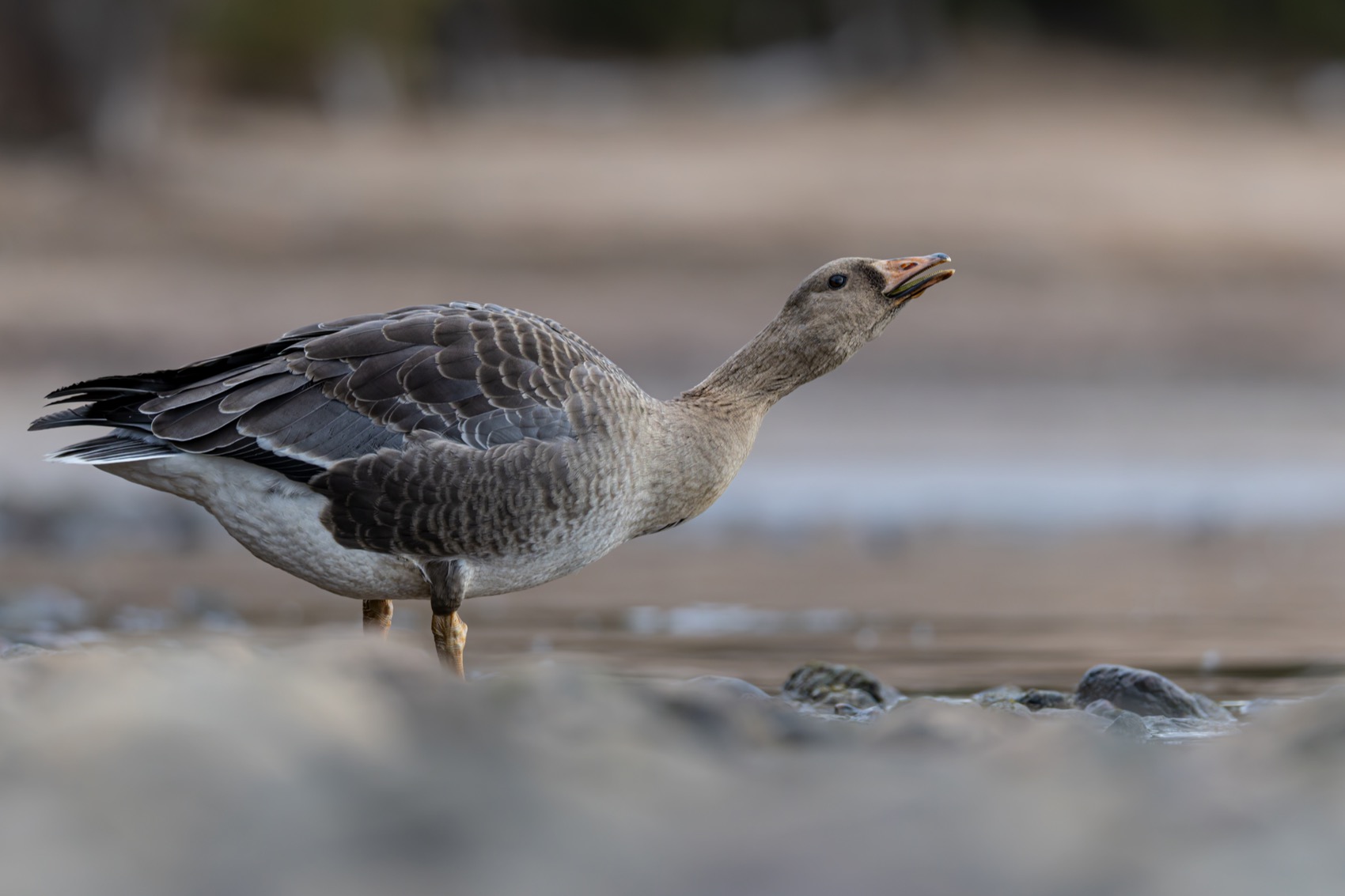 гусь, белолобый гусь, птицы, Ruslan Pl