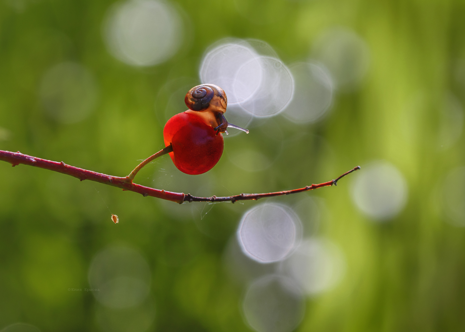 улитка, ягода, макро, macro, Ершова Юлия